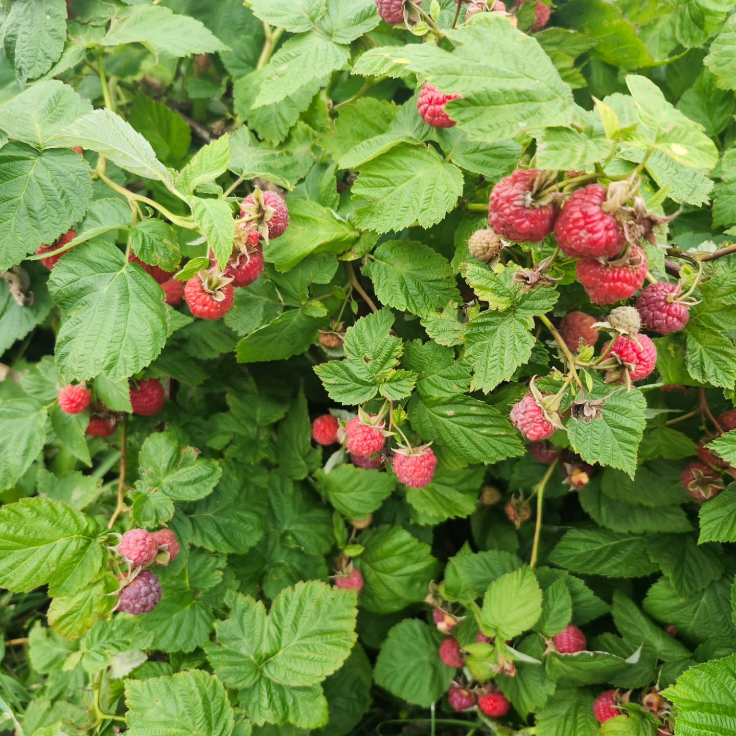 The RED RASPBERRIES have recovered from the rain damage, and we will start picking on Wednesday. OCTOBER 1. We are open Wednesday-Saturday 12-6. Pick your own berries are $6.50 per pound and containers are furnished. We also have homegrown tomatoes, zucchini, cantaloupe, watermelons, and our delicious jams. We accept cards, cash and checks. EVERYTHING WE SELL WE GROW!