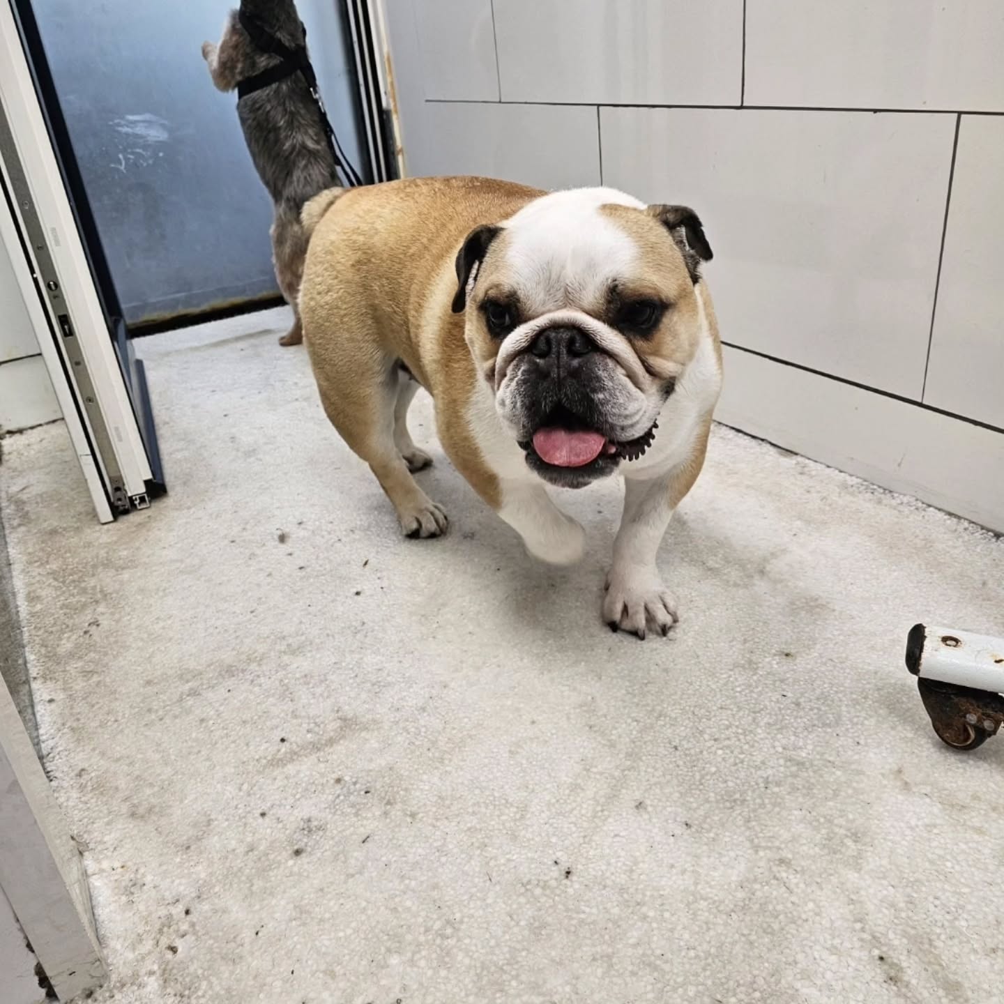 Toilettage duo pour Winston et Pluche 🐶
#toilettagechien #toilettagecanin #toilettage #duo #chien