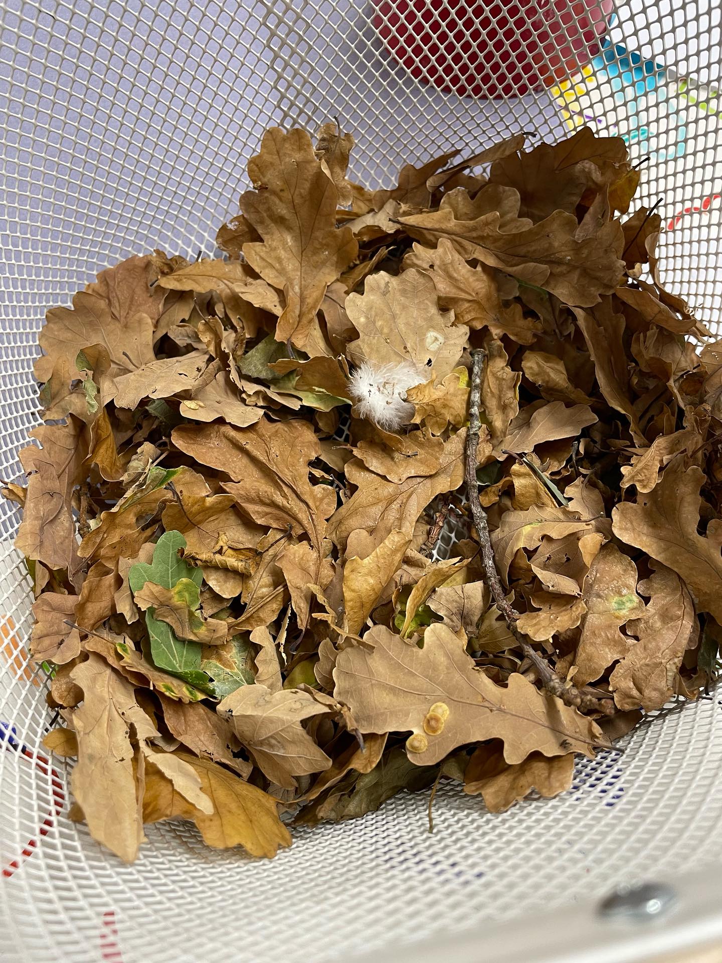 After collecting some autumn leaves, we thought about what we could make with them. We looked at different animals and decided the leaves were similar to a hedgehogβ¦ the leaves were brown, hard and a bit spiky. π¦π¦