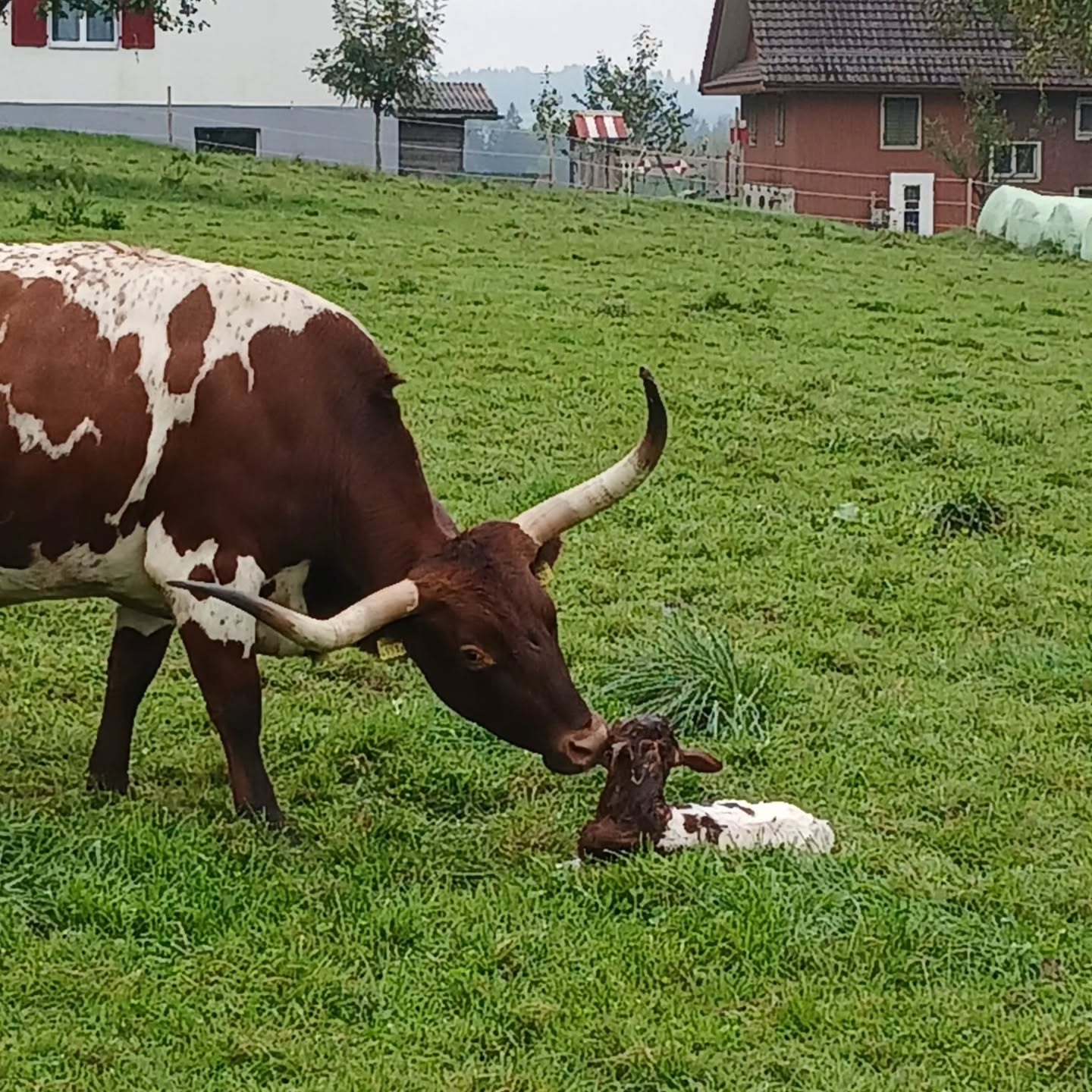 💫 Willkommen auf der Welt, kleines Texas Longhorn! 🐮🤎
Mit grosser Freude dürfen wir euch jemanden vorstellen:
Unser erstes Texas Longhorn Kalb ist geboren – ein ganz besonderer Moment für uns auf der Wannen-Ranch.
Noch ganz frisch, lässt sich das Kleine liebevoll von seiner Mama "CUBA" verwöhnen: es wird beschnuppert, abgeleckt und umsorgt, bevor es neugierig beginnt, Stall und Weide zu erkunden.
Willkommen, kleines Wunder mit baaaaald grossen Hörnern 😁🐂🤎
#TexasLonghorn #stla #WannenRanch #Mutterkuhhaltung #NeuesLeben #bauernzeitungschweiz #bauernzeitung #schweizerbauer1 #mutterkuhschweiz