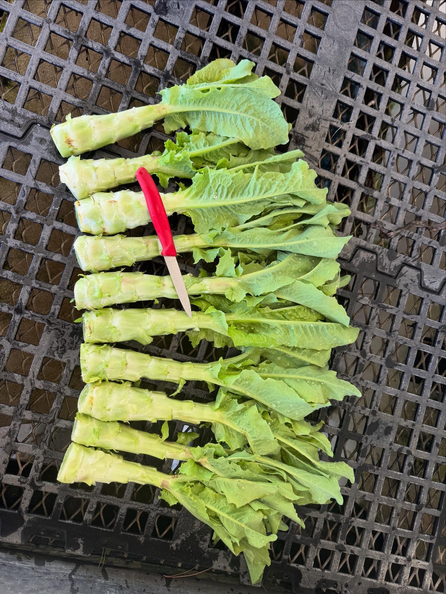 Celtuce! Have you heard of it? edible stem…slightly sweet. Mild & nutty. Put it in a salad or stir fry it. Give it a try!