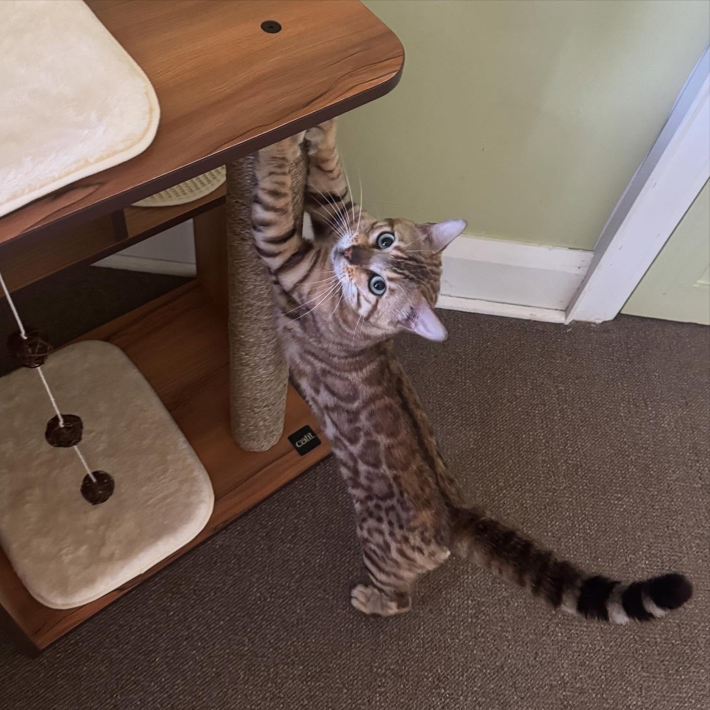 Our handsome boy enjoying his new Catit cat tree 🤩
•
•
•
#bengal #bengalcat #bengalkitten #bengalbreeder #tica