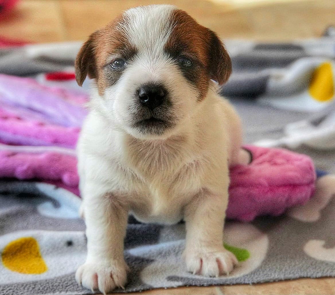 Ready to begin exploring… and mischief making 🙊
#puppylove #puppyspam #jrt #jrtpuppy #jackcambjrt #jackcambpups #jackrussell #cutie #jackcamblitterd #jackcambgrandchelem #puppy #explorer