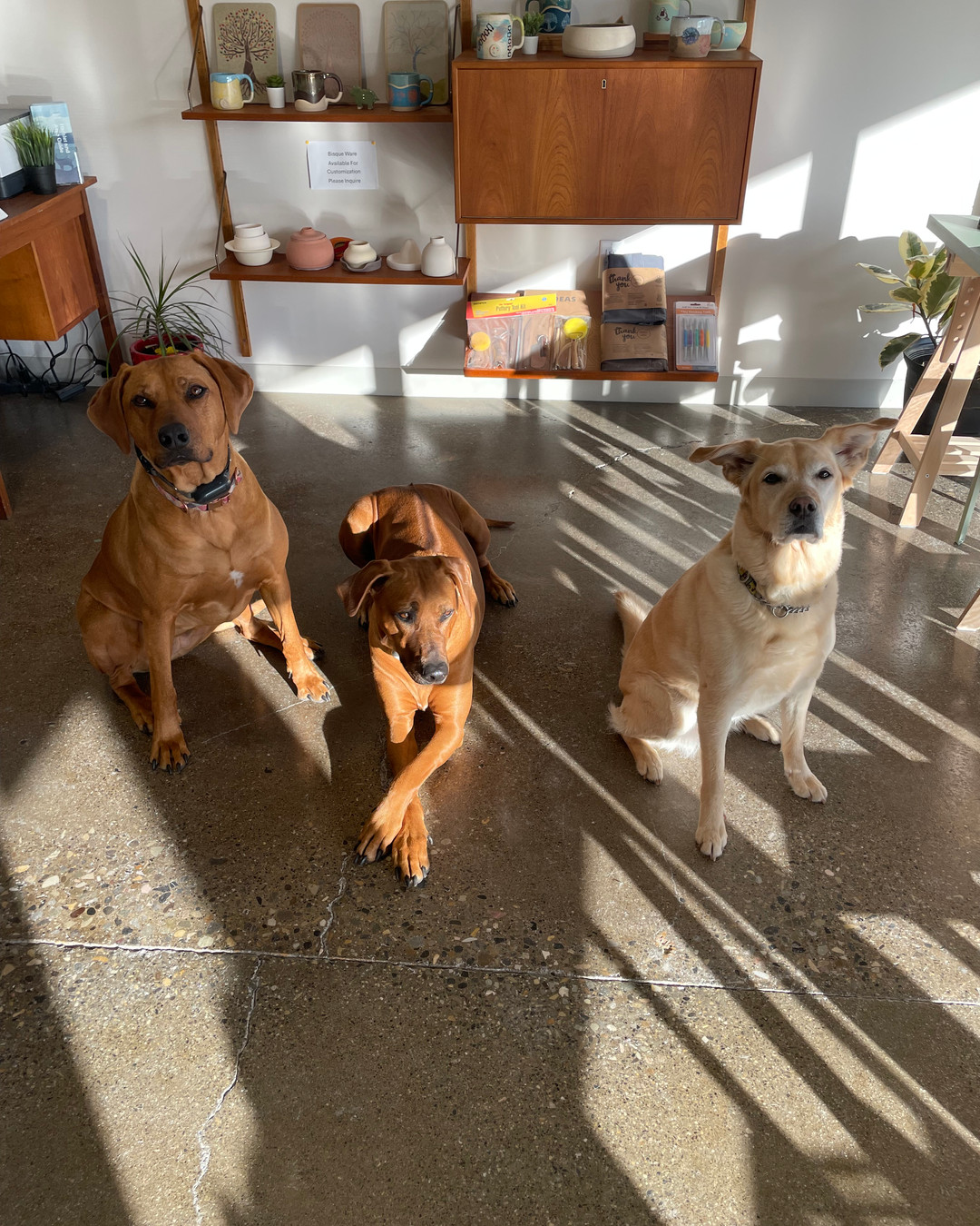 Maybel, Tully and Ebba have a message for everyone. " did you know that Platypus Ceramics Studio has handmade ceramics for sale and they also make custom pieces! " We are open Monday to Saturday from 9am till 6pm, please feel free to stop by and have a look at our retail section and say hello.
Cheers Maybel, Tully and Ebba
#PlatypusCeramicsstudio #HandbuildingCeramics #MindfulCreativity #PotteryClass #pottery #braggcreek #calgary #artclasses #ceramics #potteryyyc #yycpottery #localpottery #ceramics #clayworks #calgarylocalbusiness #yycpotterystudio #calgarypottery #calgaryceramics #calgarycreative #getyourhandsdirty #handmadeceramics #ihavethisthingwithceramics #уус #braggcreek #calgary #potteryclass