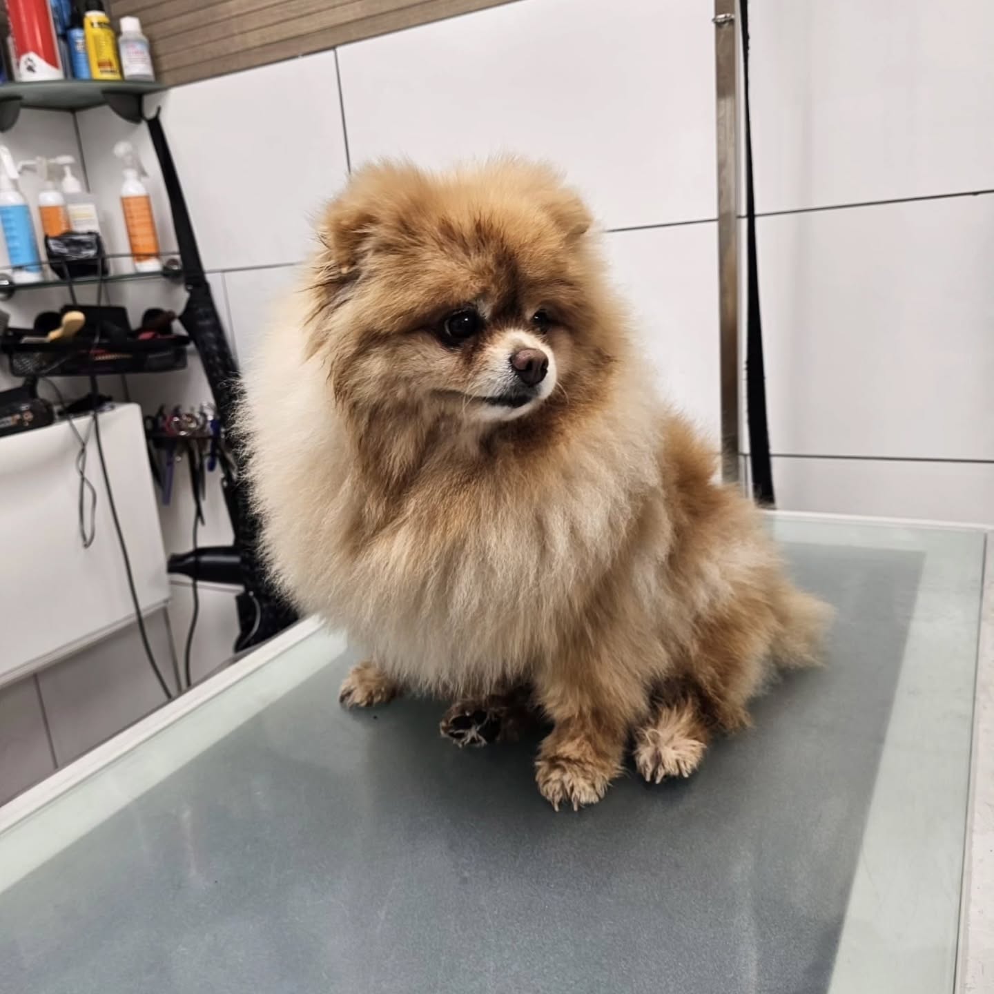 Avant/Après d'un spitz toilettage complet 🤩
#toilettagechien #toilettagecanin #toilettage #chien #avantaprès