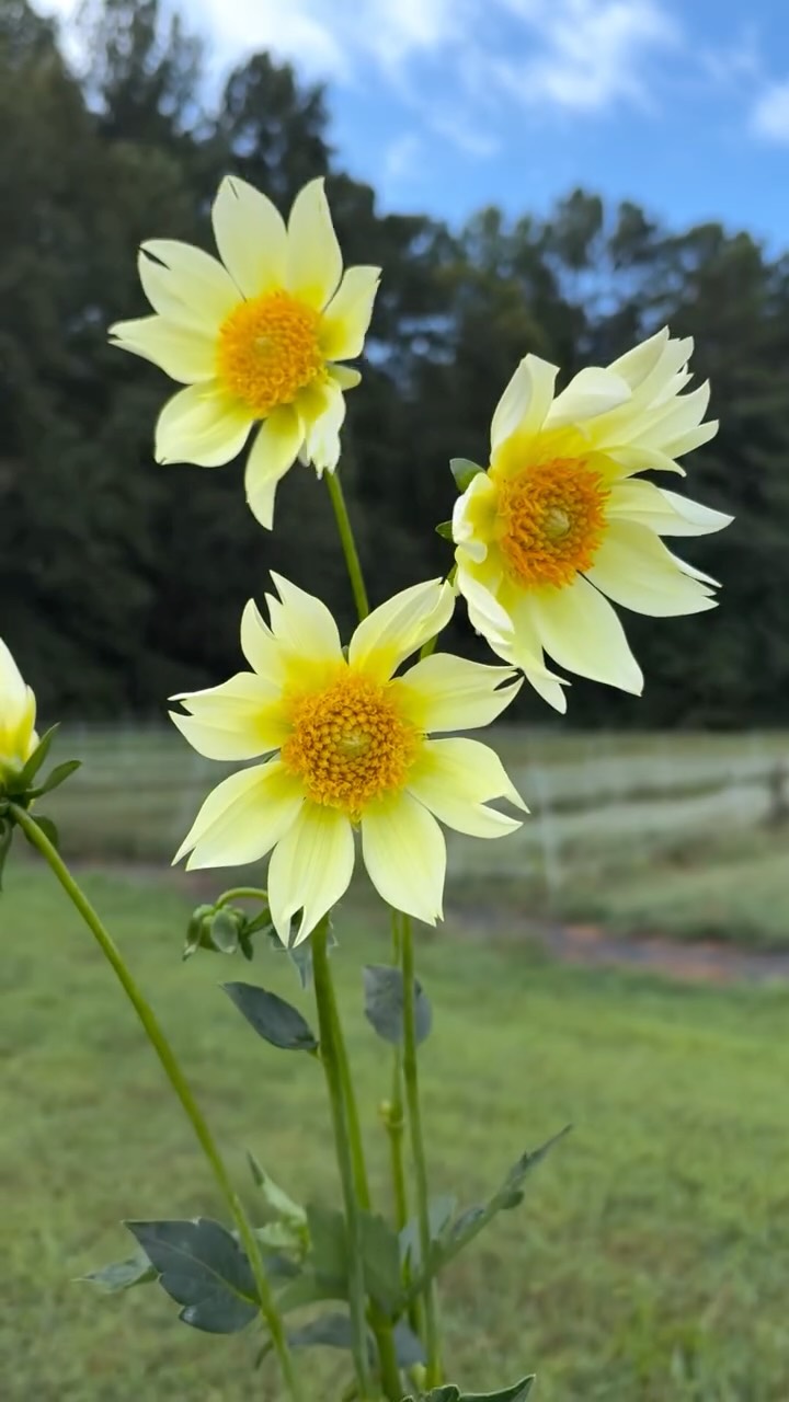 Here are some of the dahlias you can meet if you sign up for our Designing with Dahlias Class @curraheevineyardandwinery ❤️🔥💃💐🍷
October 11th ~ 11am-1pm. It’s gonna be fun y’all don’t miss it!
Link in bio to sign up. ⬆️
#dahlias #flowerfarm #floraldesign #curraheemountain