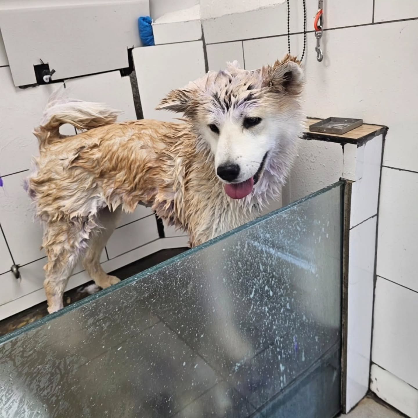 Flashback ⭐️
Du bain au toilettage terminé, transformation réussie 🐾
#toilettagechien #toilettagecanin #toilettage #chien