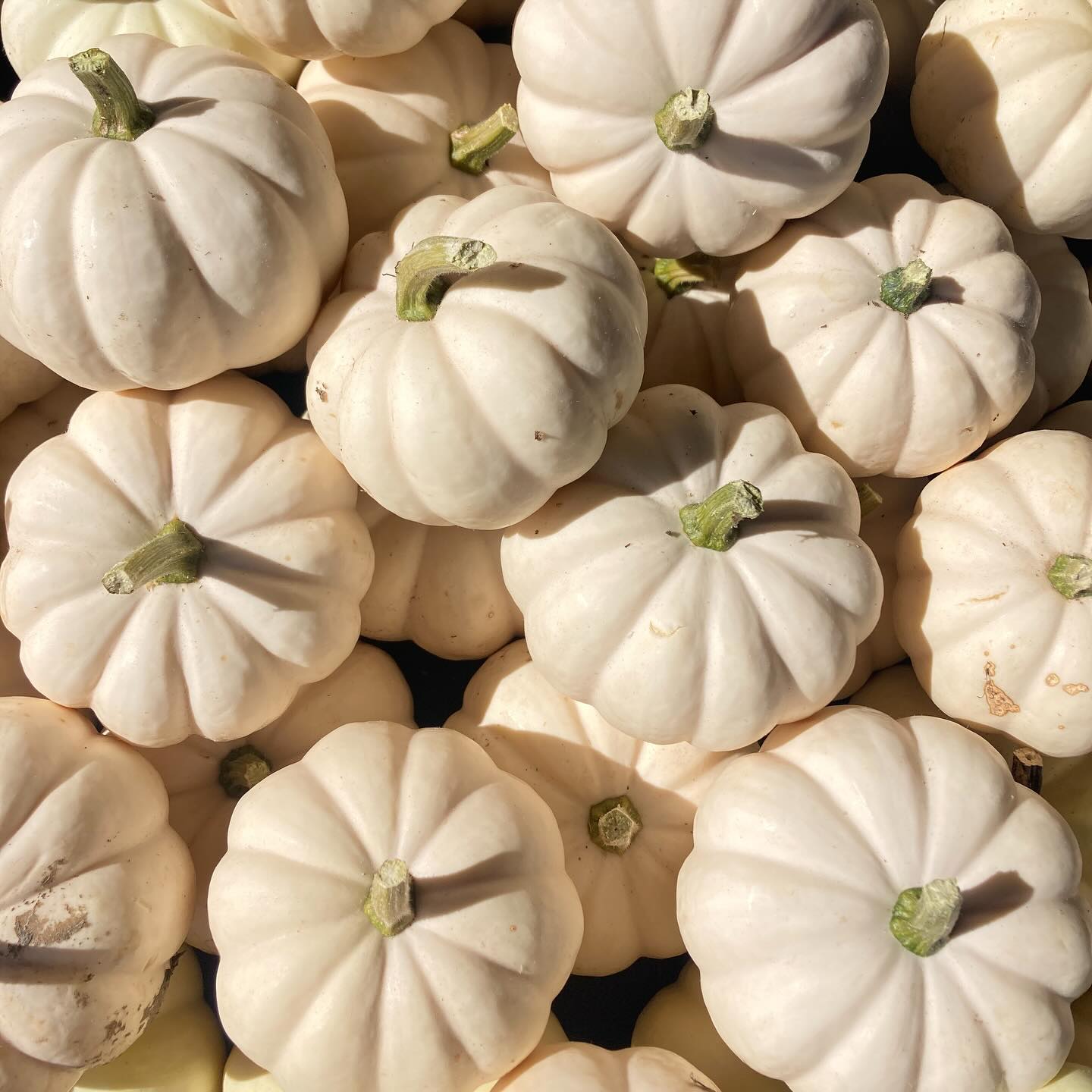 White mini pumpkins will never not be a favorite!