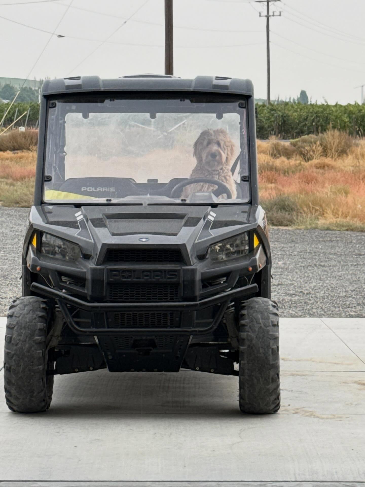When Rozzi sees us put on our vineyard boots, she knows what time it is! Our little “driver” insists on leading the charge to the vines. (Don’t worry, we still handle the actual steering ).
She’s a reminder that pups love Red Mountain just as much as people do. You are welcome to bring your furry copilots with you when you sip at Frichette. We’re pet friendly on our patio and open daily from noon to 5pm.
Pets must be leashed and in your control. We have treats, water dishes and we love giving pet belly rubs!
