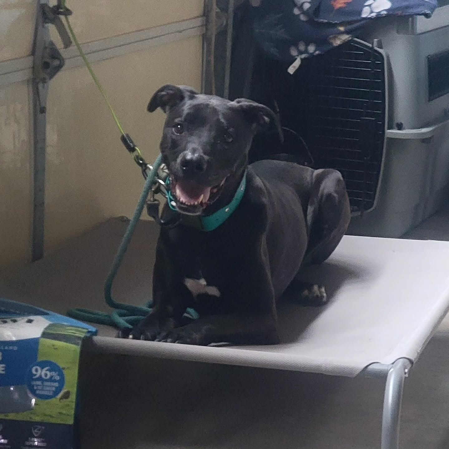 Sweet Harley waiting to go home!