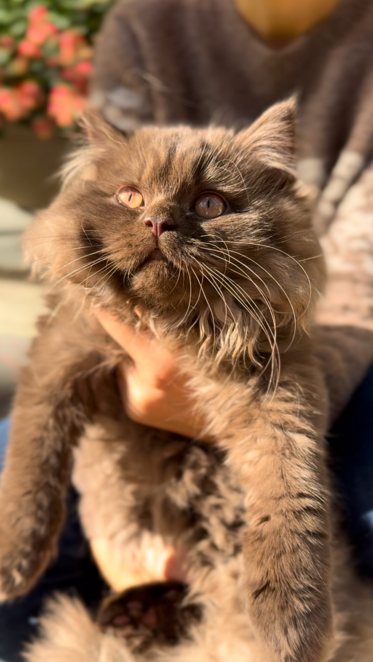 The ultimate October kitty. Full of chocolate fluff and autumn vibes. 🍂☕️🍁
.
FOLLOW here @newenglandbrits 🦭
.
.
.
#britishlonghaircat #britishlonghairkitten #catstagram #instacatfluencer #catsofboston #catsoftheworld #cutebritishshorthairs #allmeowphotos #instacatofficial #instacat_meows #happyfelines #catscollective #meowfeature #featurecats_insta #treehouselife #aworldforcats #all_animals_addiction #bestmeow #bearcub #bostoncats #chocolate #brownbear #autumnvibes🍁 #halloweencat