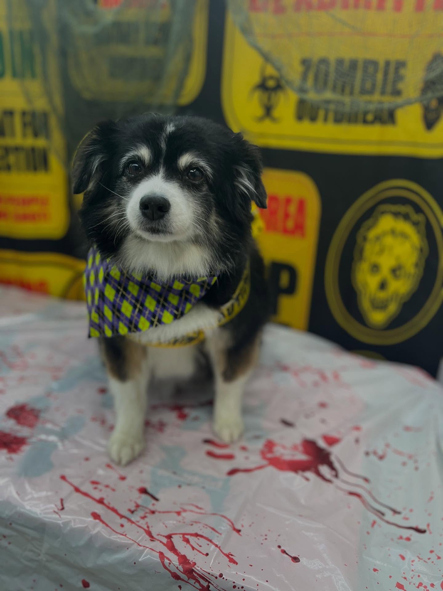 #dawnofdeshed #mobilegrooming #halloween #zombies #groomer #puppies #aussie #fall