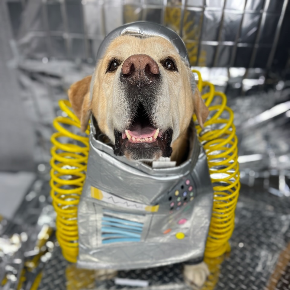 Kicking off our 31 days of costumes one day EARLY!!!!!!
Starting off with Milou the Best Robot and some of our all time photos of him 🥰🥰🥰 he is only 12 and so we are hoping of course for eternity more with him!!! He loves his #furballcrew🥰 friends and always extra happy to share a yummy snack!!!
Totally forgot until we saw these photos that Milou used to give kisses with his teeth when was younger 😂😂😂😂
#DogsOfAnnArbor #AnnArborDogs #CuteDog #Happy #HappyDog #FurBallSociety #31DaysOfCostumes #Halloween #October #DogCostume #PetCostume #Love