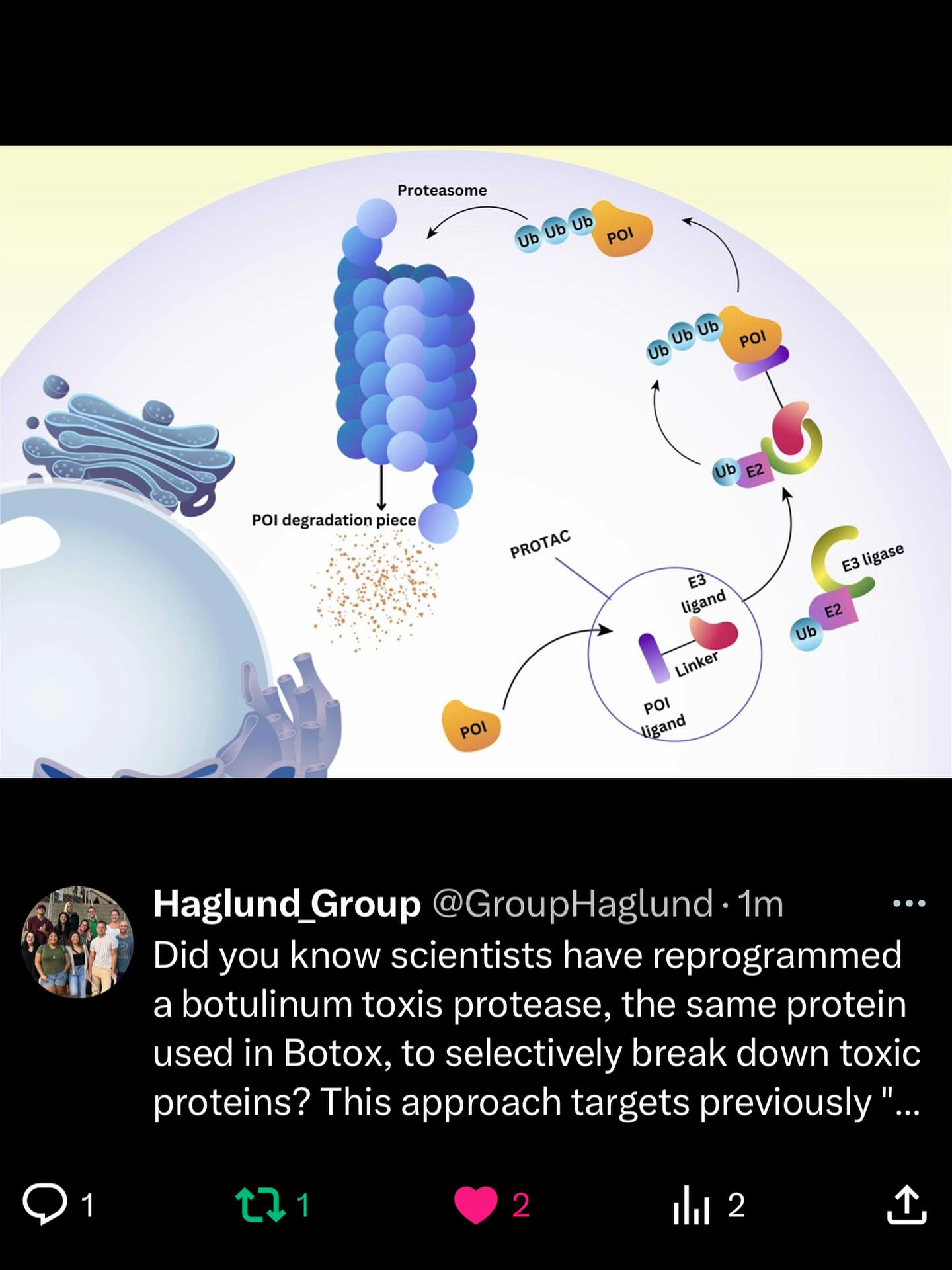 Did you know scientists have reprogrammed a botulinum toxis protease, the same kind used in Botox, to selectively break down toxic brain proteins? This approach targets previously “undruggable” proteins like α‑synuclein, offering a new strategy for treating diseases like Parkinson’s.
Reference: https://pubmed.ncbi.nlm.nih.gov/40127273/
#funfacts #funfactfriday #funfact #scientificfacts #hawaii #universityofhawaiiatmanoa #uhm #universityofhawaiia #uh #science #researchgroup #haglundgroup #drhaglund