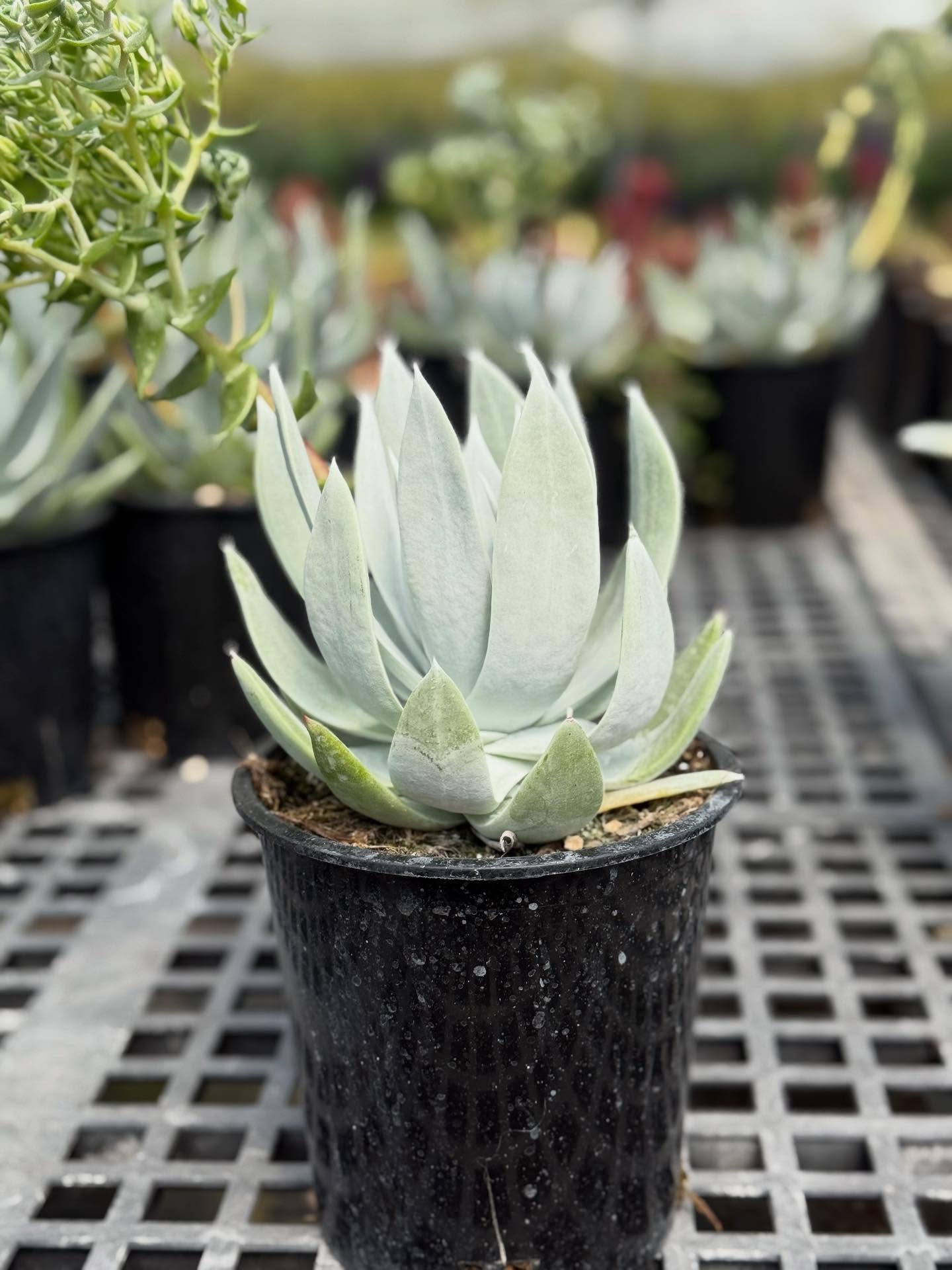#SucculentSunday featuring Dudleya brittonii. Dudleya brittonii (Giant Chalk Dudleya) is a striking succulent with silvery-white rosettes with a natural powdery coating. It is both drought-tolerant and low maintenance. A stunning choice!
Expected Growth: 1-2 feet wide by 1 foot tall
Currently available in 1 gallons at West Covina Nurseries. Place your order today! (805) 964-8270