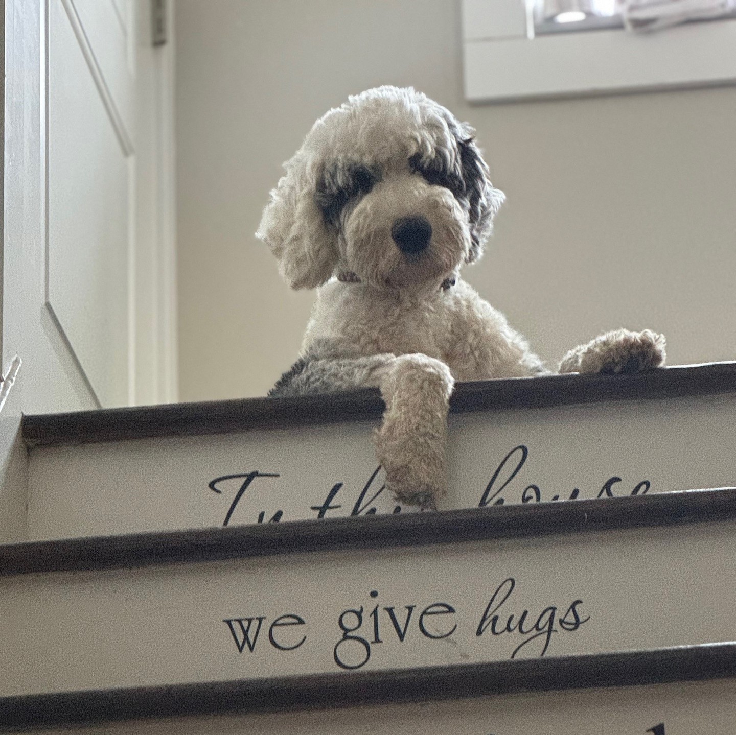 At C3Sheepadoodles, we believe that family breeding makes all the difference! 🐶❤️ Each of our puppies is hand-raised in a loving environment, ensuring they’re healthy and well-socialized. If you're in Bloomfield, NJ, and searching for the perfect Sheepadoodle companion, come see how we care for our furry friends. We'd love to meet you! 🐾✨ #C3Sheepadoodles #Sheepadoodle #FamilyBreeding #PuppyLove #BloomfieldNJ #DogsOfInstagram #DogLovers #Puppies #DogParents #PetAdoption