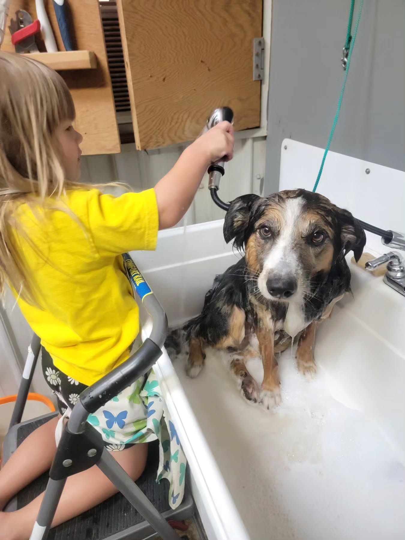 My little groomers helper rinsing NESR Moses!