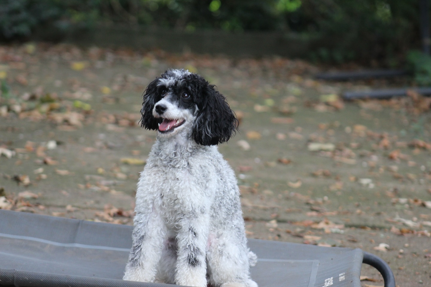 Welcome Carrie! Carrie will be staying with us to learn how to be a hearing Service Dog for her handler. We are so happy to welcome another beautiful and smart First Class Poodles pup into our program. Our pup Louie is from the same breeder 💜✨