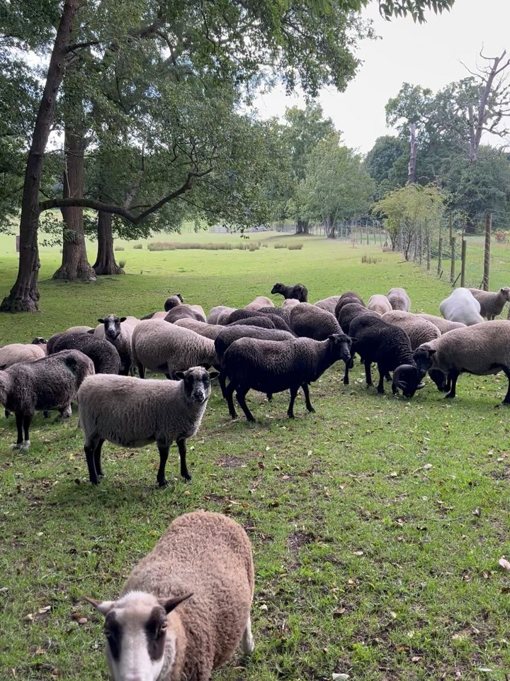 September 2025 Photo Dump
.
.
.
.
.
.
#hoovesandtails #sheepsanctuary #goatsanctuary #goat #goats #rescuegoats #sheep #rescuesheep #sheeple #sheepies #sheeplove #goatlove #supportoursanctuary #vegansanctuary #sepember #september2025
