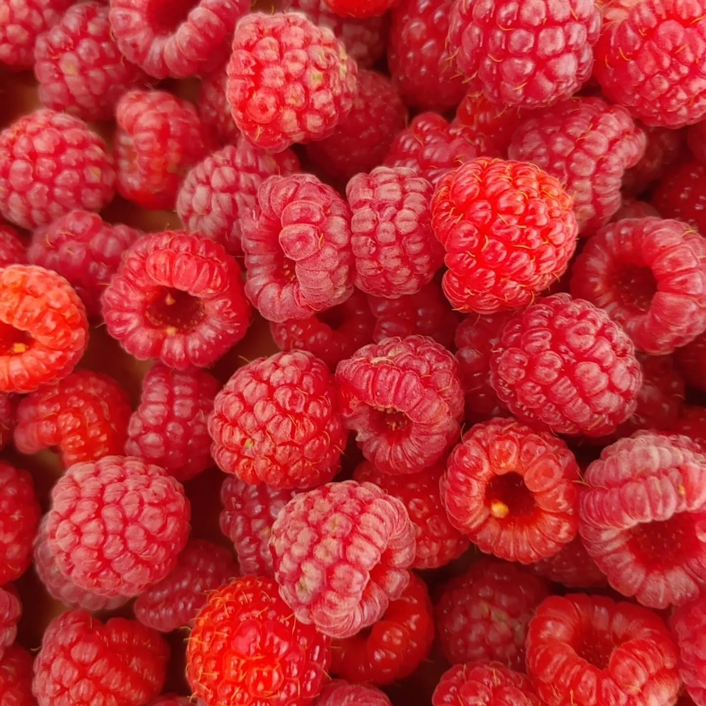 We have a very good supply of RED RASPBERRIES ready for picking! We are open Wednesday-Saturday from 12-6 or by appointment. Pick your own raspberries are $6.50 per pound; containers are furnished. We accept cash, cards, and checks. Get them before the end of the season!