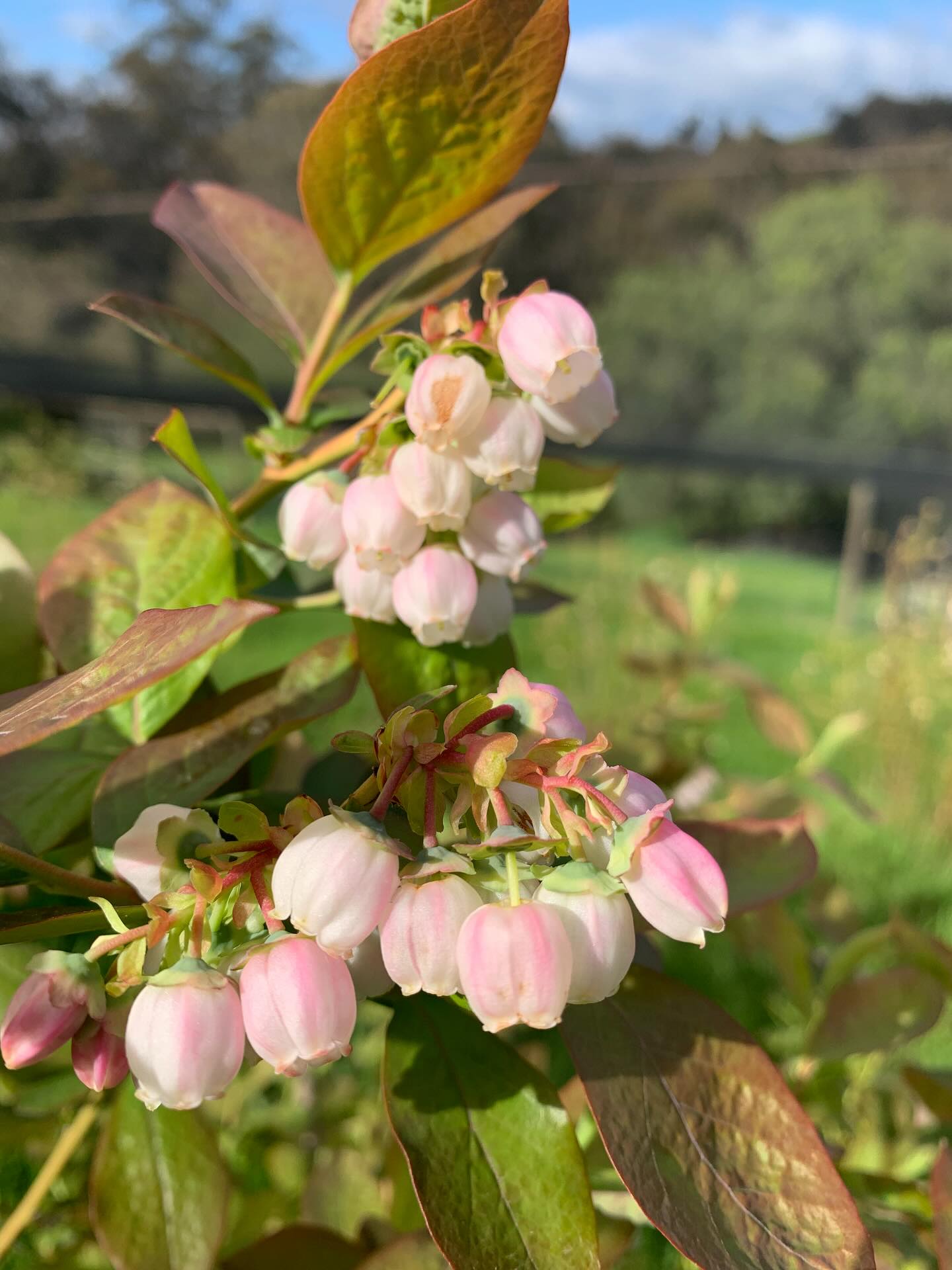 The prettiest little blueberry flowers. So pink, delicate and voluptuous. #blueberryseasoniscoming #springtime #blueberryflowers
