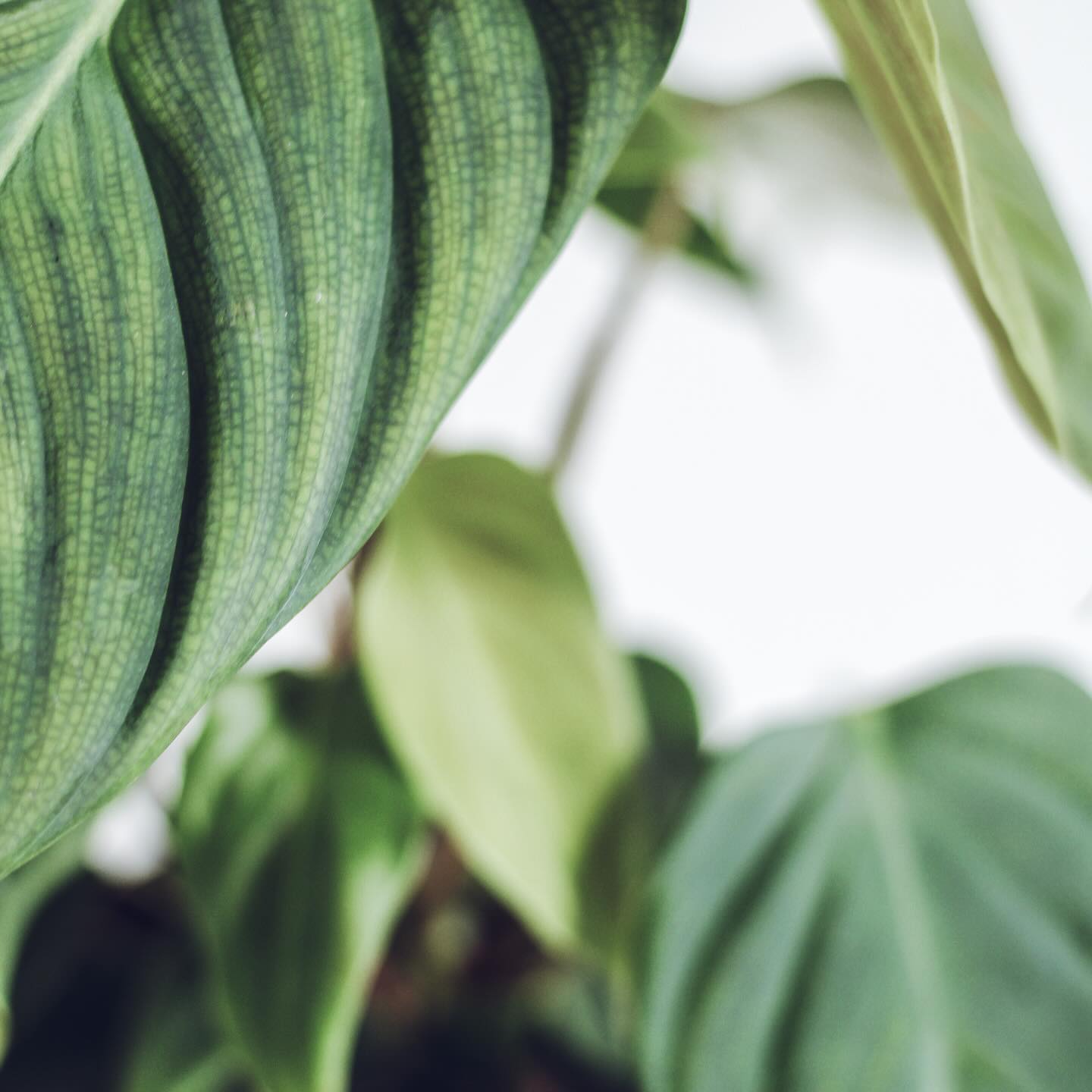 Philodendron : premiers conseils pour les bichonner.🪴
.
Ce sont vraiment des plantes superbes et robustes, parfaites pour tous les niveaux de jardinage. Faciles d'entretien, elles s'adaptent très bien à l'intérieur. Dans la nature, elles prospèrent souvent dans des environnements tropicaux et humides🌴Il y en a pas loin de 500 espèces et on les aime pour leurs feuillages incroyables🍃✨️
.
Philodendron | Famille : Aracées
🪵Origine : Amérique centrale et du sud
💧Arrosage : Attention aux excès d’eau. Les philodendrons adorent l’humidité
☀️Exposition : Lumineuse à mi-ombre, sans soleil direct
🌱 Rempotage : Tous les 2 ou 3 ans, de préférence au printemps
📸 @peachgreenandterracotta
_
#plantsmakepeoplehappy #philodendron #plantstyling #plantsofinstagram #philodendronfanatic #plantislife #philodendronbrasil #conseils #jardinage #plantpowered
#plantscare