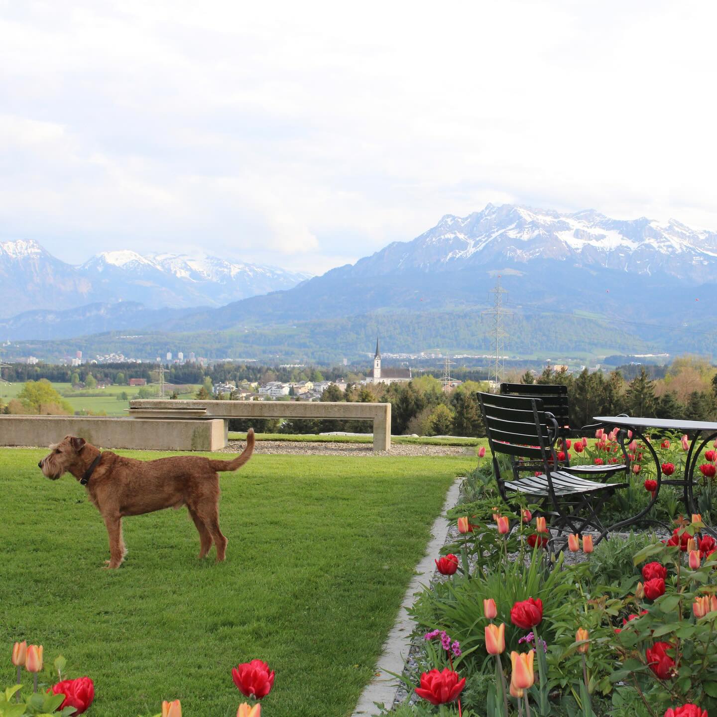 🐾 Ein Platz zum Leben, Spielen und Geniessen – umrahmt von Blüten und mit Blick in die Berge. Hier wird der Garten zum persönlichen Rückzugsort mit Weitblick.
#tollegärten #gartenfreude #aussicht #blütenpracht