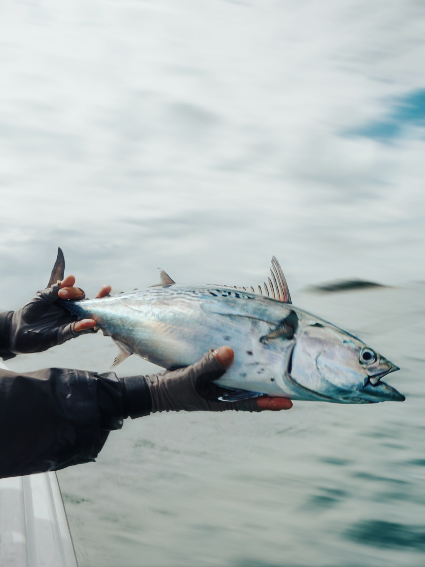 Little Tunny in Motion.
A frame grab from a late September day on the water with @diamondbackflyrods