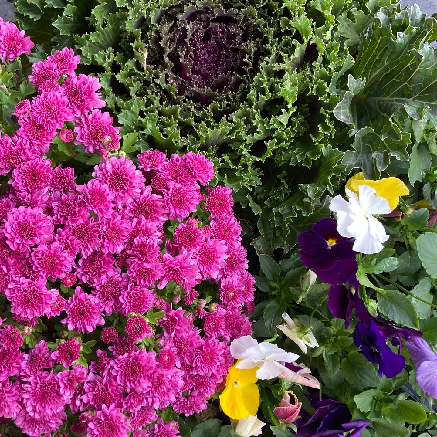 Mums, pansies, and decorative kale are a perfect fall trio that last long into the season.
#roundtreefarmgreenhouse #fall #chrysanthemums #fallplanting #pansies