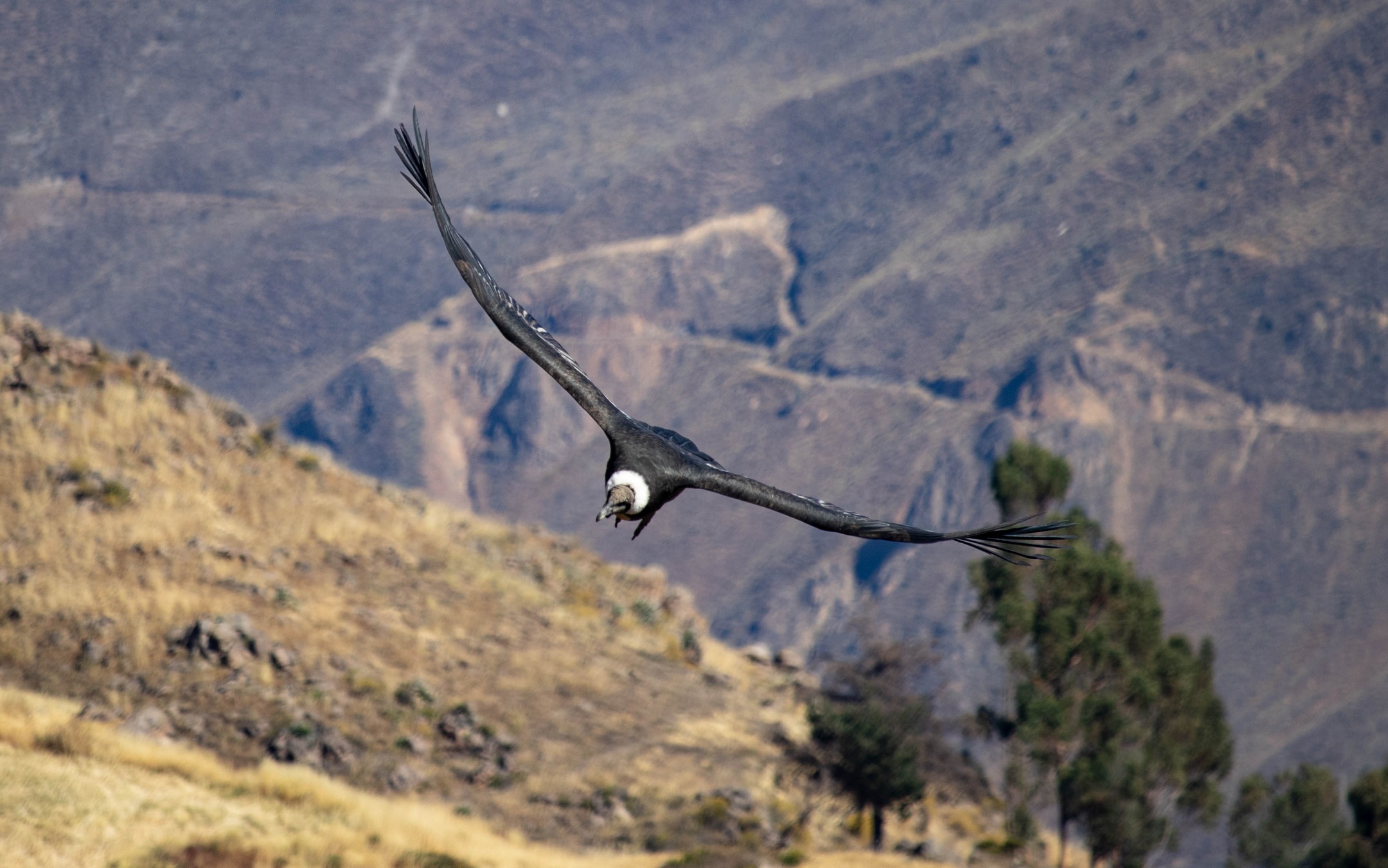 Sua maestà il condor delle Ande...
#andeancondor #southamérica #canyondelcolca #condor #wildlifephotographer #wildlife_perfection
