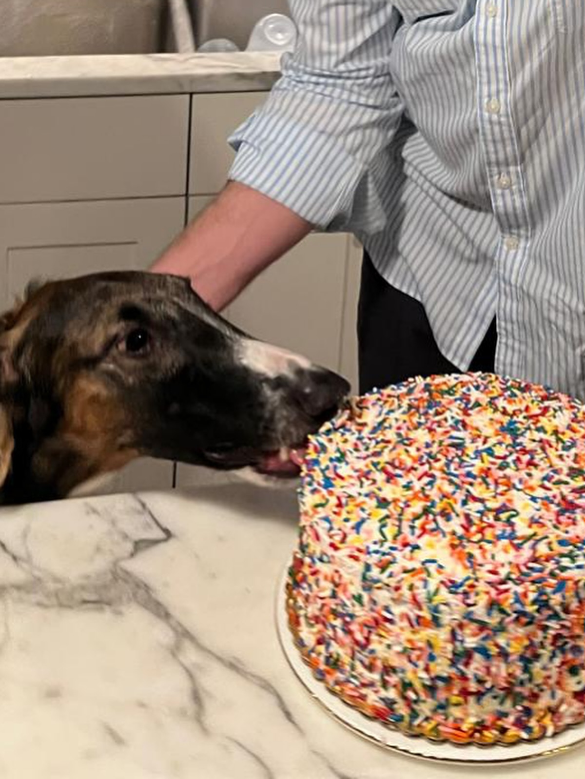 Cake v Dog
Vanilla cake with ricotta and orange marmalade filling and finished with cream cheese frosting