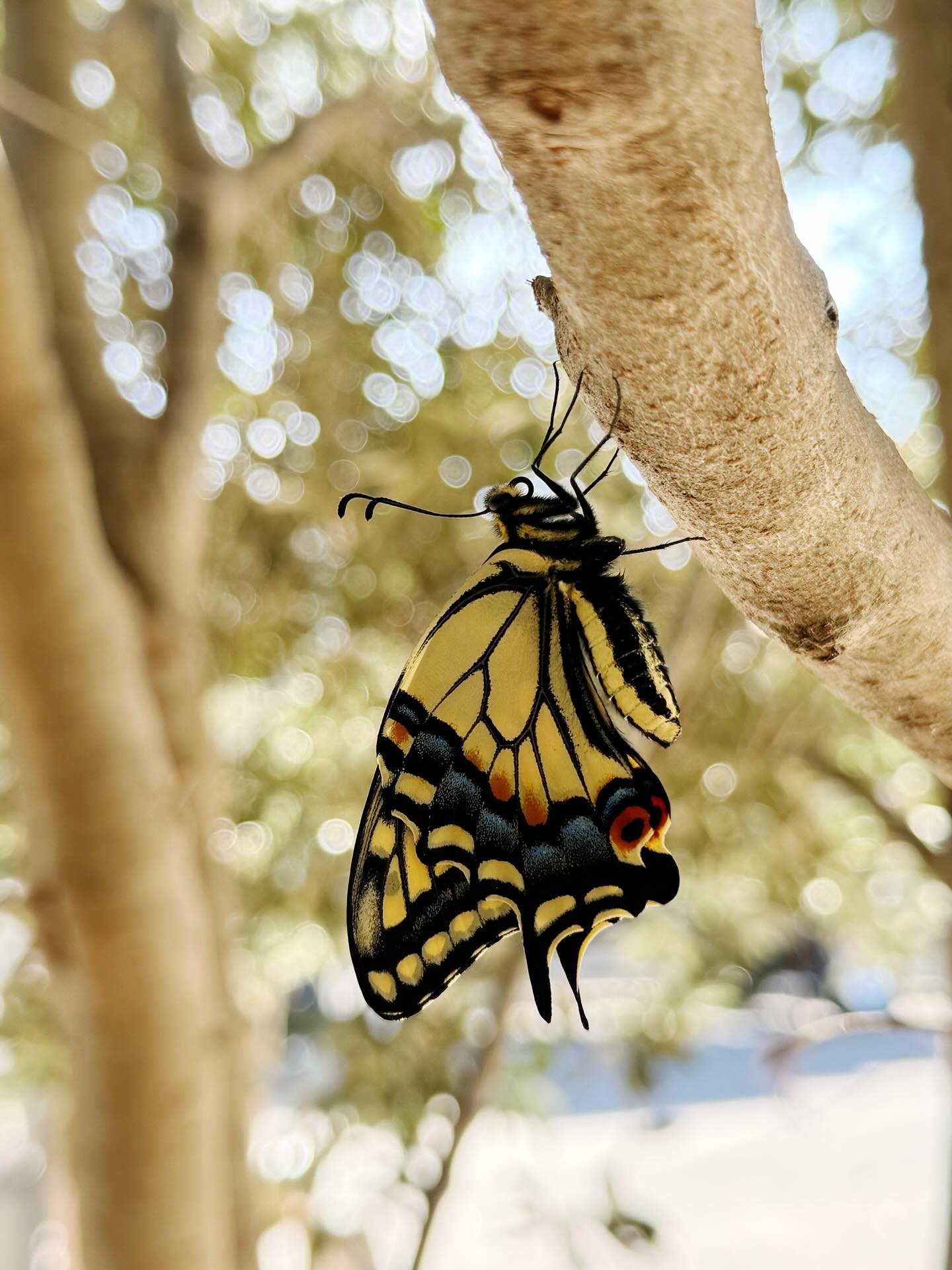 We found the most beautiful chrysalis in our backyard. I wish I took a picture. I almost grabbed it off the branch thinking it was yet another caterpillar eating everything. But we saved it, hoping it would change into something. Maybe something beautiful. We have collected a lot of moths so far, so this felt special.
⠀⠀⠀⠀⠀⠀⠀⠀⠀
A few days went by, a week, maybe even longer, and the plant inside was really dying. We started to wonder if there was anything happening at all in there and then this emerged.
⠀⠀⠀⠀⠀⠀⠀⠀⠀
When we thought everything was dead around it there the beauty came. It’s funny how God works, and even better how He creates parallels in our own life to help us see that out of death and darkness there can be beautiful life.
⠀⠀⠀⠀⠀⠀⠀⠀⠀
🍃
•
•
•
⠀⠀⠀⠀⠀⠀⠀⠀⠀
#christiansofinstagram #livebygrace #nature
#graceupongrace #faithoverfear #journaling
#powerofprayer #journalingprompt
#morningprayer #summerrelease #summerjournal #womenoftheword #shereadstruth #wellwaterwomen
#womenintheword #proverbs31woman #christianmama #proverbs31mom
#gloriousmotherhood #christianblog #journal #biblestudy
#shewritestruth #biblejournaling #christianjournal #bulletjournal #smallbusiness #everydaymiracles