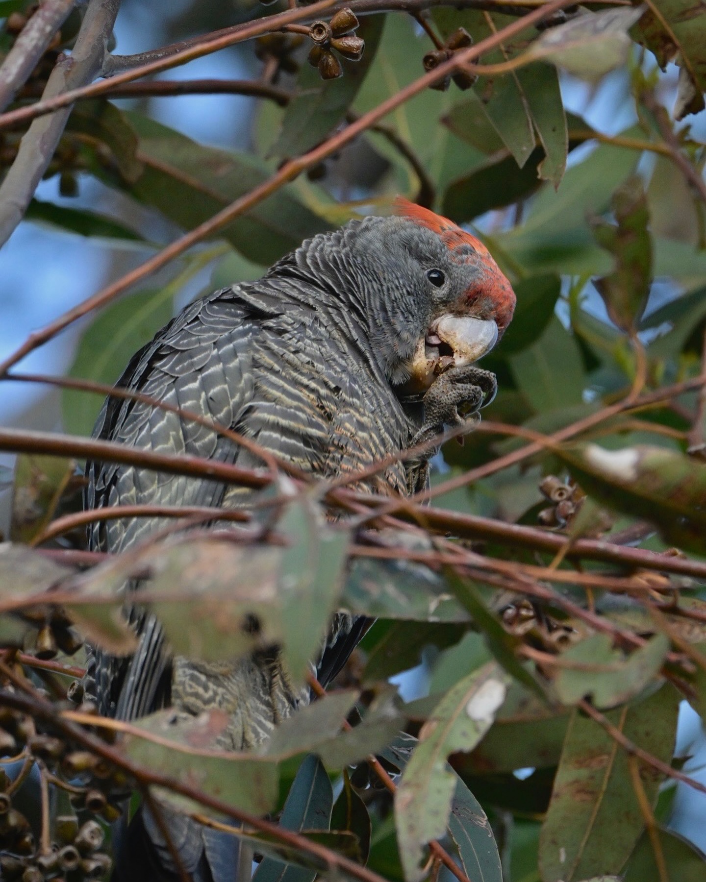 🦜 “Birding puts us in touch with the wild. By the ‘wild’, I do not mean what some call ‘wilderness’: a politically fraught term that locates a mythically pristine nature somewhere beyond the taint of humanity. The wild, by contrast, is all around us. By giving access to the wild, birding allows us to reach beyond ourselves and beyond the confines of human society, into a world we never fully comprehend and yet can appreciate both emotionally and cerebrally.” - Russell McGregor, Enchantment by Birds
Would you like to join us next weekend for a guided birding experience? There are still some spots left!
🐦 Birdwatching + Nature Journalling with highly respected field naturalist Rohan Bugg
🗓️ Sunday 26th October 10am-12pm
📍 Hoddle Range, Fish Creek
🔗 in bio or visit www.promcoastecolink.org/event
Photos (all shot in South Gippsland, of course!) by @heathwarwickphotography