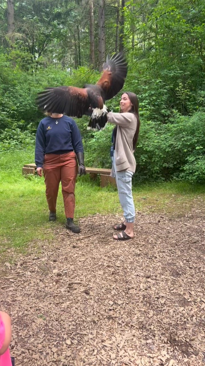 This memory can live rent free in my memory ✨
By far one of the most amazing experiences I have ever had @islandraptors 🦅
📍Duncan BC Canada
Would you do this?
#haris #hawk #raptor #hawkwalk #duncanbc #duncan #wild #explore #family #love #reel #amazing