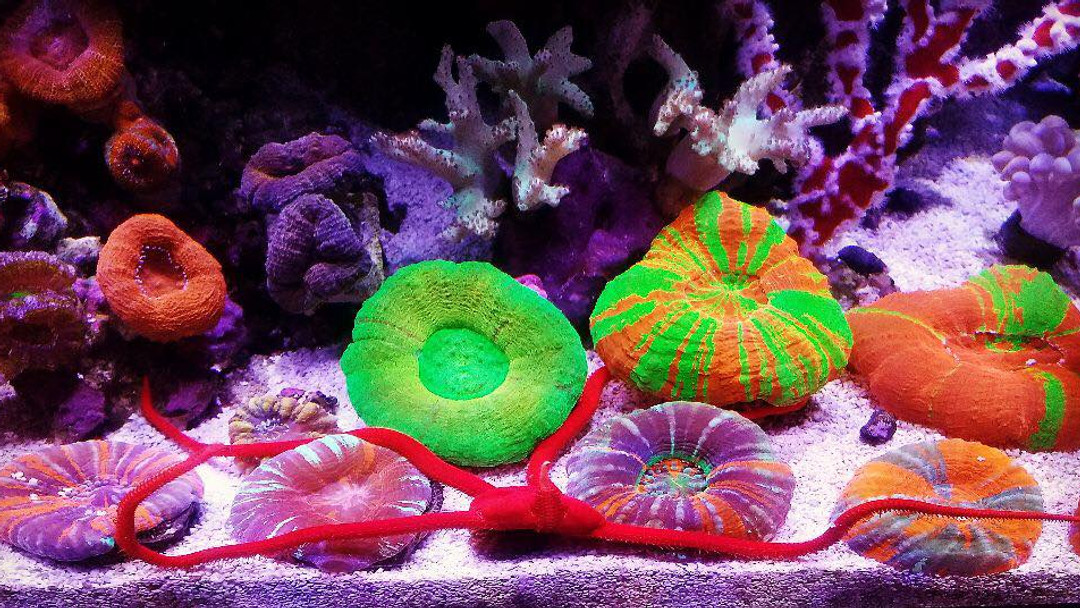 🌊 Dive into the world of custom aquariums with Marine Concepts! Whether you're a homeowner, business, or institution in Chicagoland, we design and maintain stunning, large-scale aquariums just for you. Bring the beauty of marine life into your space! 💧
Ready to make a splash? Link in bio! 
#CustomAquariums #MarineLife #Chicagoland #AquariumDesign #FishTank #HomeDecor #AquariumHobby #UnderwaterBeauty #AquaticDesign #InteriorDesign