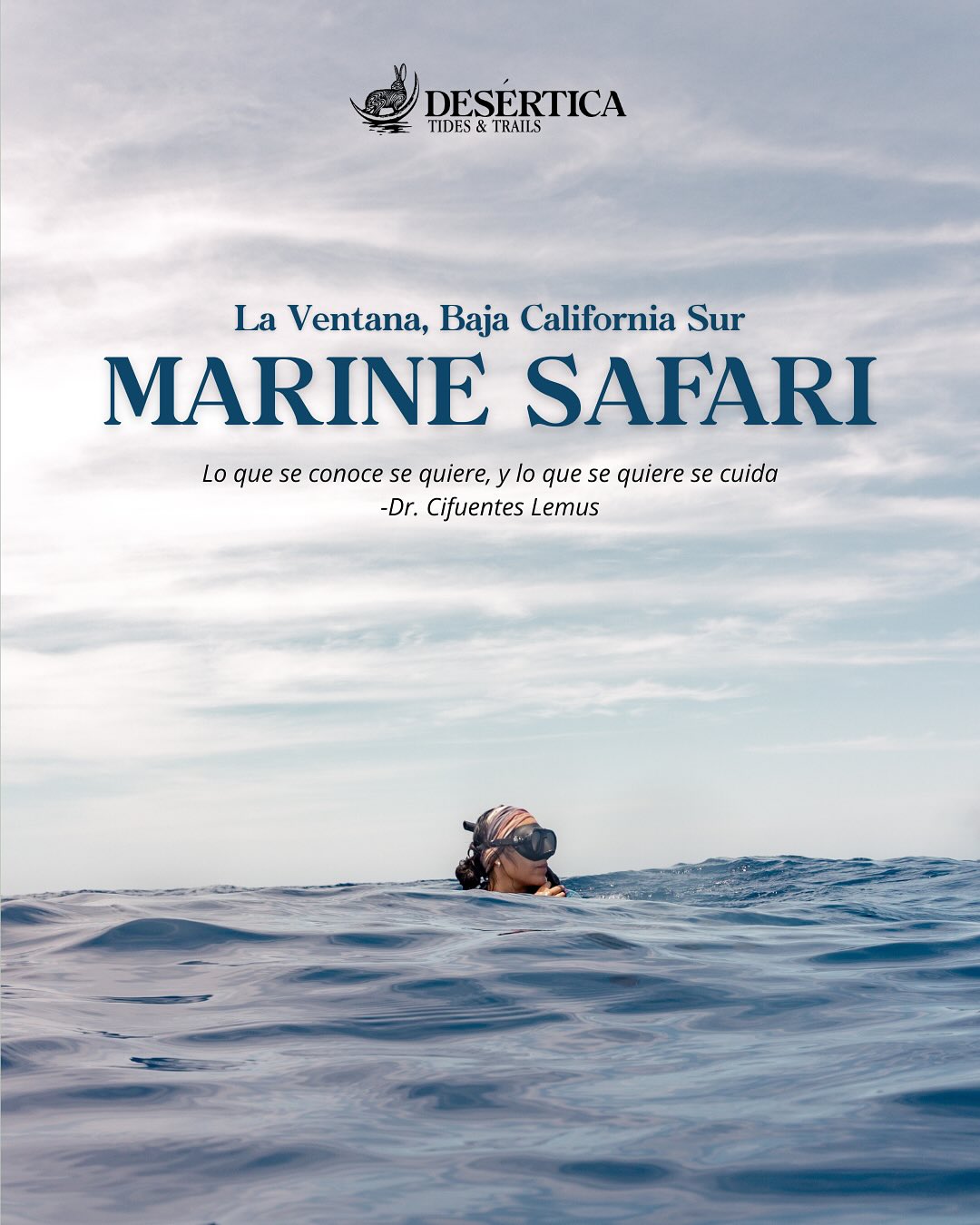 Marine Safari
La Ventana, Baja California Sur.
Shared and private experiences.
The Gulf of California is one of the most biodiverse marine regions on the planet. It is recognized as a nursery and feeding ground, and functions as a marine corridor for a large number of migratory and resident species.
This vast biological value makes it the ideal place to experience encounters with wild marine fauna.
We explore this ecosystem with respect and attention. All encounters are spontaneous: we don’t force anything.
Here, the animals are free, and that makes each experience unique and unrepeatable.
Lo que se conoce se quiere, y lo que se quiere se cuida
-Dr. Cifuentes Lemus
Ready to dive into adventure? Book your marine safari with us via DM and experience the magic of the ocean like never before!
📸 @andyortegaj
#safarimarino #marinesafari #laventana #baja #bajalife #wildlife #wildlifephotography #seaofcortez