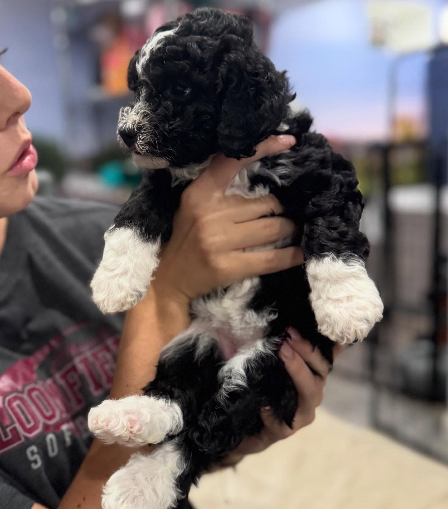 Omelette might be the last of her litter — but she’s one in a million. 🐶💕
This black-and-white F1B Mini Sheepadoodle (25 lbs full grown) is bursting with personality: adventurous, inquisitive, and oh-so-loving.
She’s ready to find her forever family and fill their days with joy, play, and puppy snuggles. 🏡🐾
#C3Sheepadoodles #SheepadoodlePuppy #ForeverHome #MiniSheepadoodleLove”
Application: https://apply.gooddog.com/c3-sheepadoodles-new-jersey