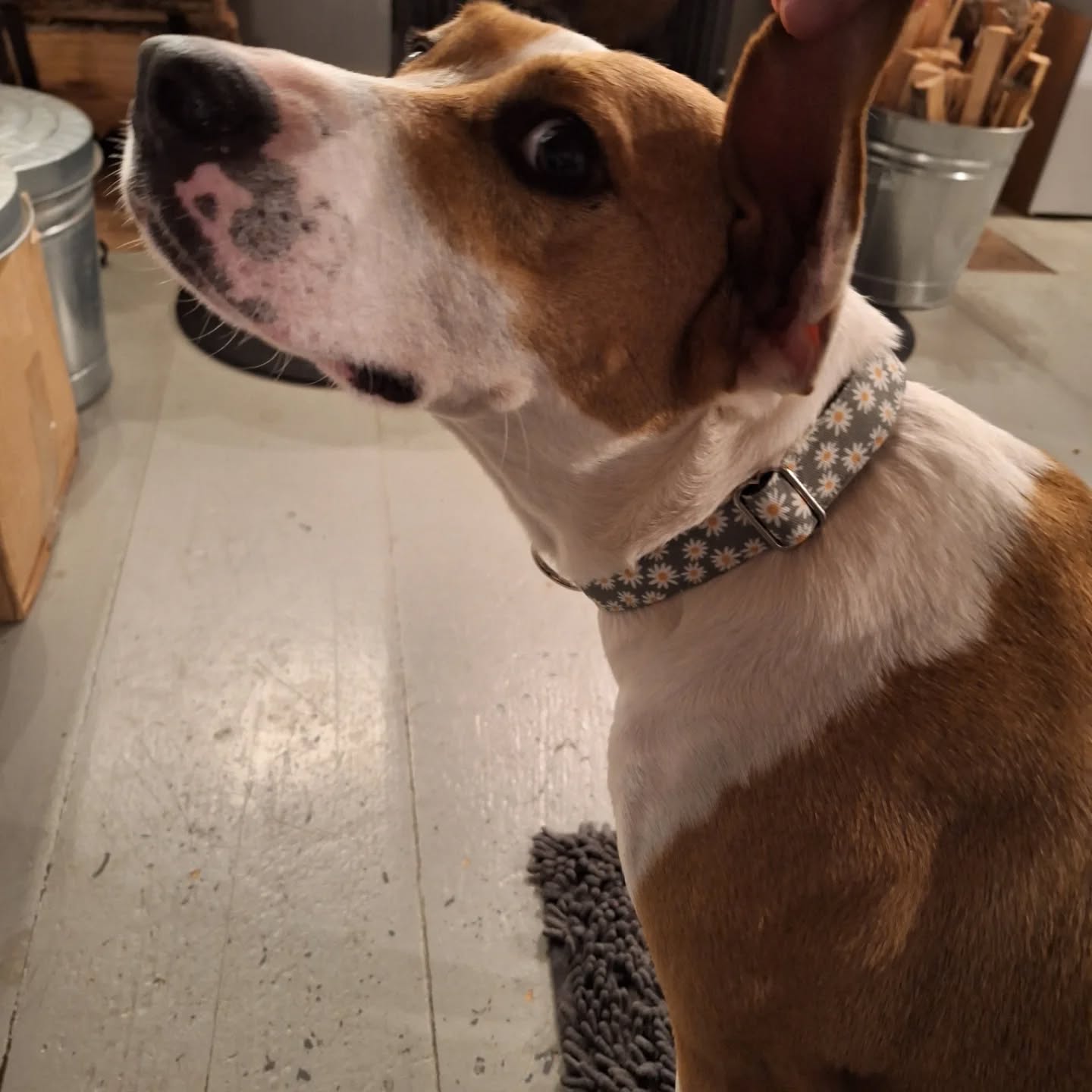 Collar modeling is very demanding, and Hazel wonders if it's really worth it, for something that is not edible.