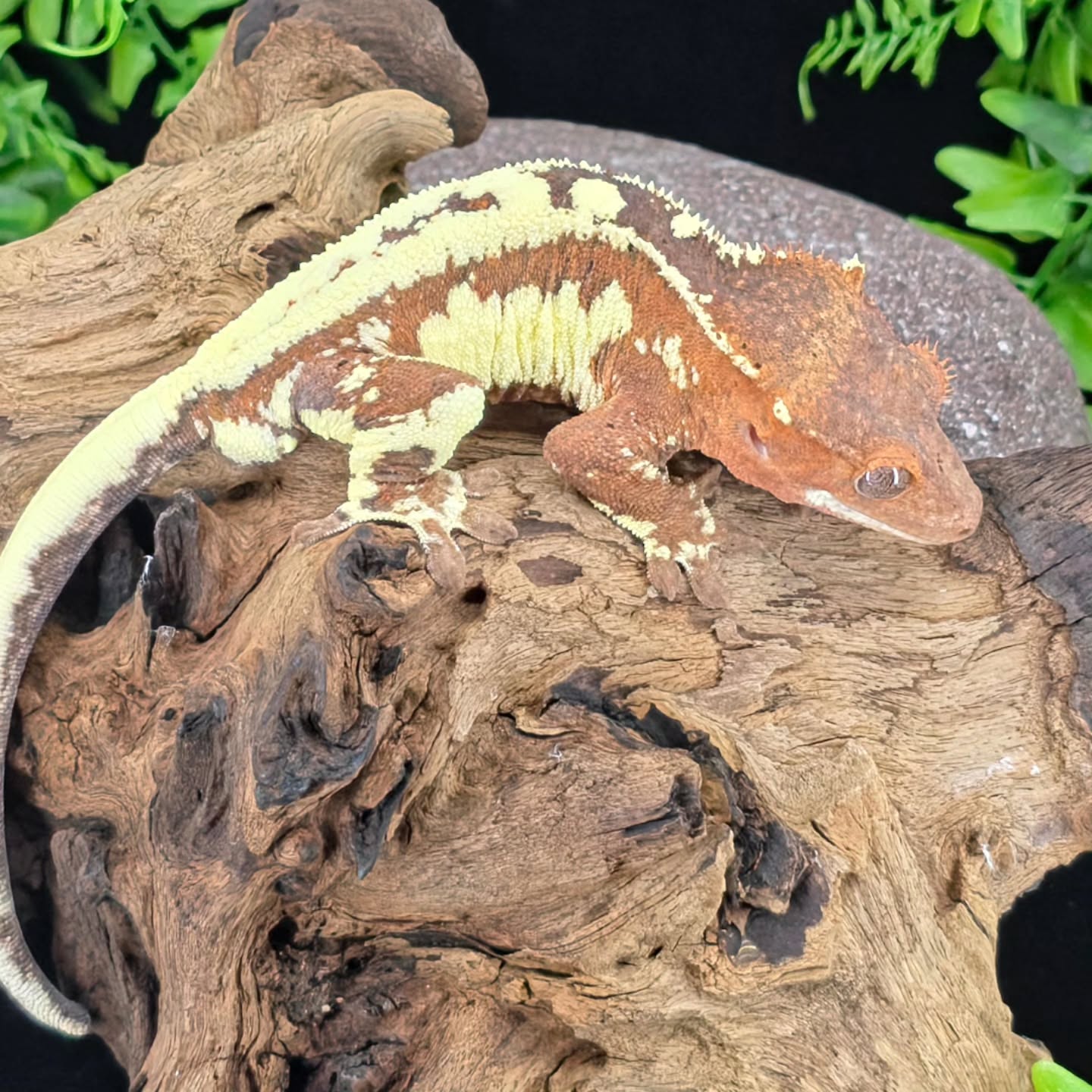 Starting the morning like a true Frappuccino β cool, creamy, and just the right amount of extra πβοΈ
Also this boy got named "Pumpkin spice" the other day on TikTok. Seems fitting for the holidays i would say.
#crestedgeckosofinstagram #crestedgeckos #crestedgecko #geckosofig #geckos #gecko #reptilelover #reptiles #reptilesofinsta #photography