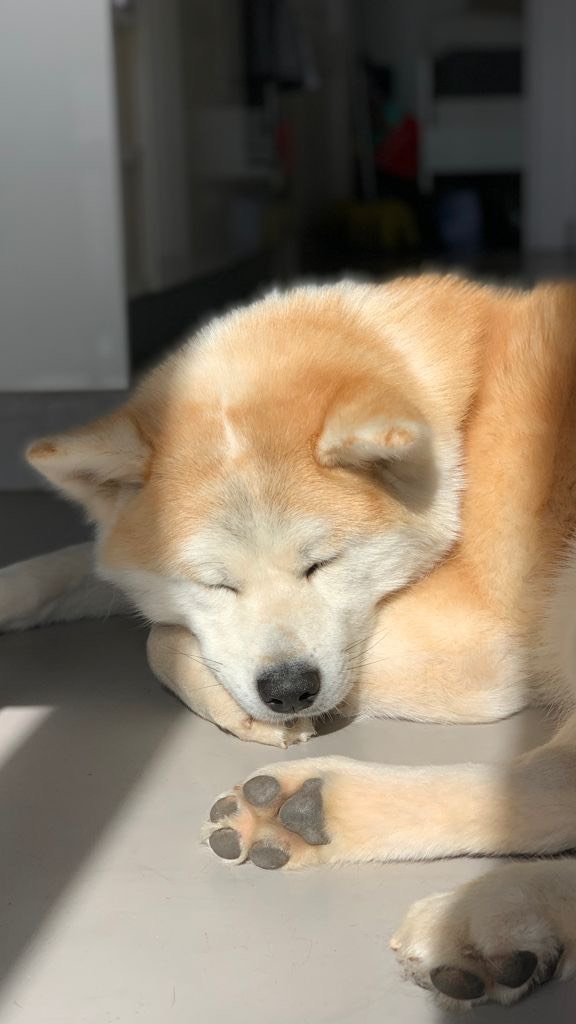 🐾El cas del Nyu i les espigues🌾
El Nyú, un Akita Inu, va venir a la clínica amb una ferida supurativa que semblava millorar amb antibiòtics… però al cap de cert temps ⌛️tornava a obrir-se.
Després de diverses proves, vam decidir fer una cirurgia exploratòria 🩸 per mirar què hi havia realment darrere d’aquella infecció persistent.
👉 I allà hi era: una espiga dins del teixit. 🌾
Les espigues són parts vegetals (les llavors de certes herbes) que tenen unes barbes que els permeten avançar dins del cos en una sola direcció➡️. Quan penetren la pell o entren pel nas, orella o ull, poden migrar i arribar molt més lluny del que imaginem.
S’han trobat espigues a la pell, orelles, nas, ulls, pulmons🫁, tòrax, abdomen i fins i tot prop de la medul·la espinal. Segons on s’instal·lin, poden provocar ferides que no cicatritzen, fístules, abscesos, tos o esternuts persistents, dolor, febre o, en casos greus, sepsis 🦠.
🩺 La cirurgia per extreure-les pot ser molt senzilla o a vegades molt complexa 😮💨: Són petites, poden estar envoltades d’inflamació i pus, i sovint no apareixen clarament a les proves d’imatge. A vegades cal seguir-ne el rastre amb ecografia, TAC o fins i tot obrint diverses zones fins trobar el punt exacte🔍. El repte és extreure-les sense danyar teixits sans ni deixar cap fragment.
En el cas del Nyú, vam aconseguir localitzar-la i extreure-la amb èxit 💪🏻 Ara ja està totalment recuperat i lliure de molèsties. ❤️🩹
✨ Recorda: les espigues són un dels grans enemics dels gossos a l’estiu. Revisa sempre el pèl, les potes, les orelles i els espais entre els dits després dels passejos. Una petita espiga pot causar grans problemes!