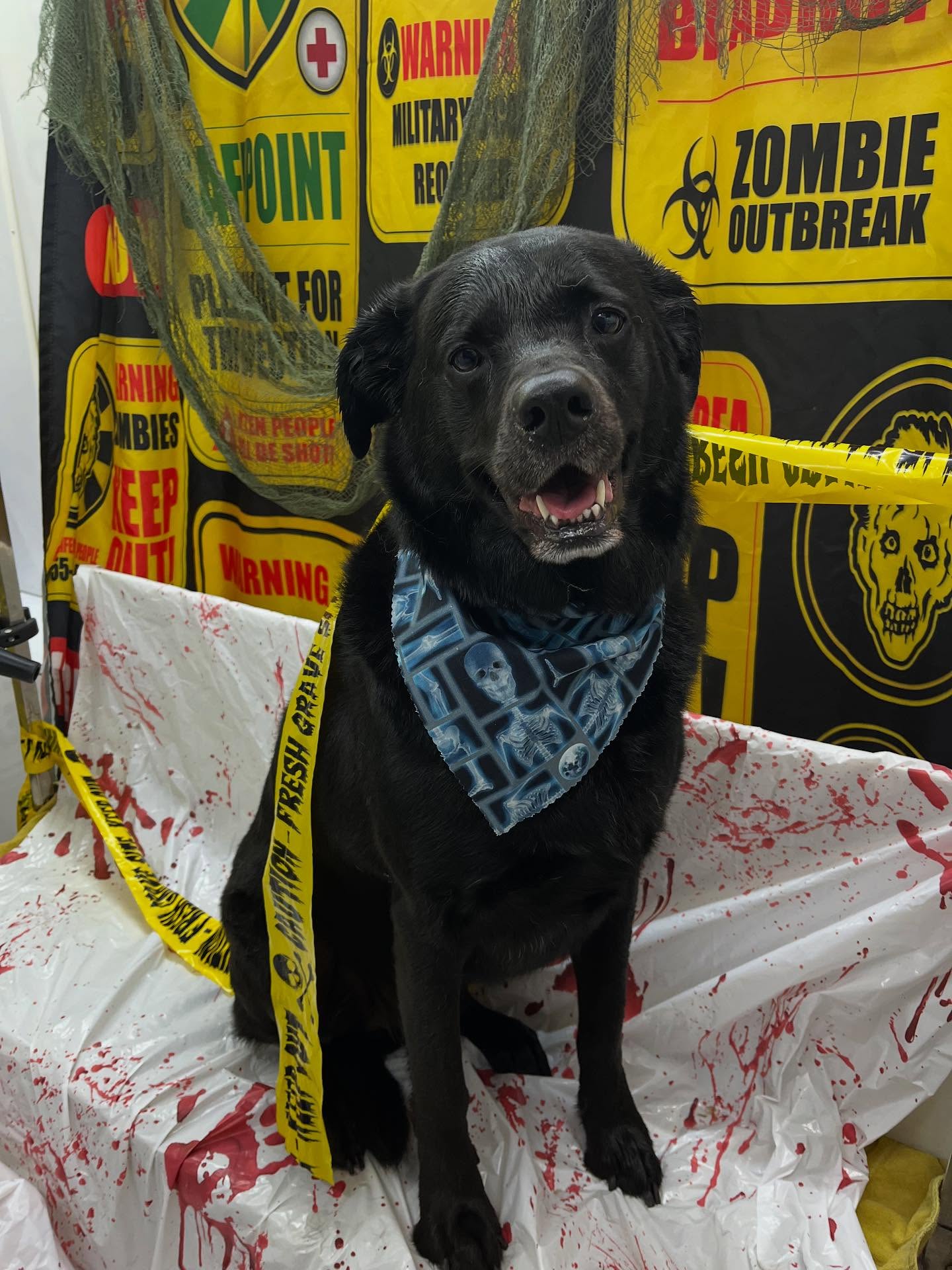 #dawnofdeshed #mobilegrooming #njgroomer #trending #bathtime #fyp #dogs #dawnofdeshed #mobilegrooming #monmouthcountynj #dogsofmonmouthcountynj #halloween #spookyseason👻