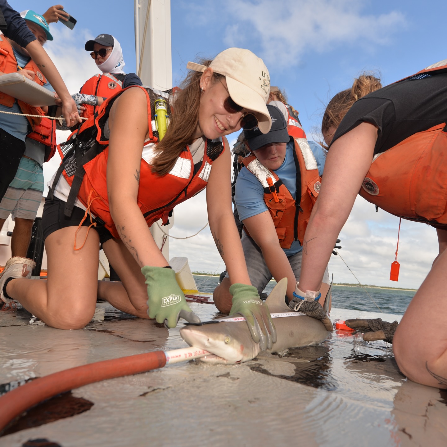 Fantastic first day of the #research #cruise with @fio_stpete and our colleagues from @usfmarinescience. Great group of #students from @fauscience and @usfmarinescience. Students participated in #longline, #drumline, and #trawl #fishing in #tampabay. They identified a variety of #fishes and caught a couple of #blacknose #sharks. One #shark was large enough to tag. Busy day and everyone was tired by the end. Looking forward to taking more students out tomorrow. Thanks to @colganfoundation and #FAU ECOS for supporting this opportunity. #marinebiology #fieldwork