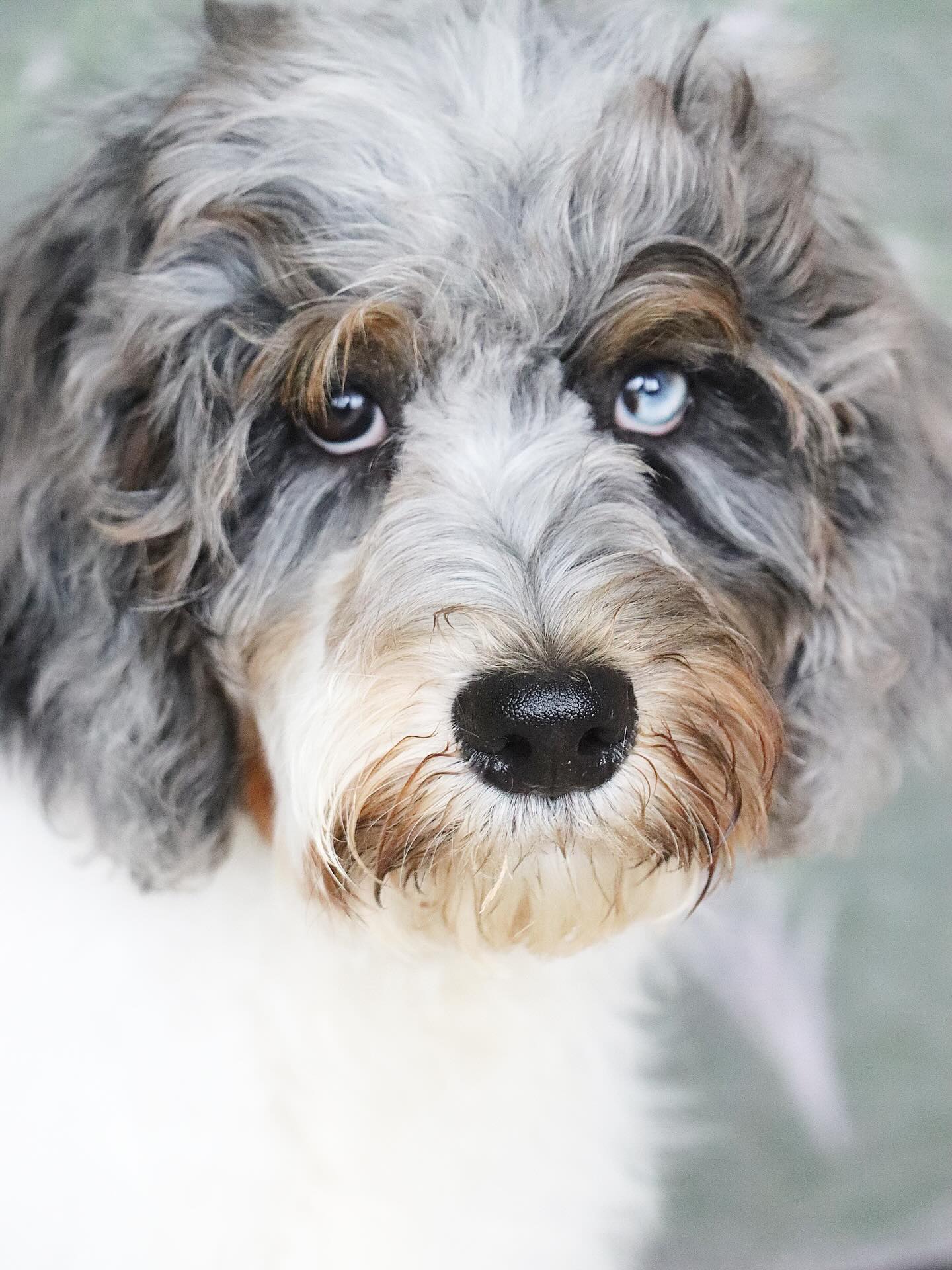 This sweet girl is one of the last from Pawlie & Leo - she is a standard F1B bernedoodle girl. She ll be about 55-60lbs. She is part of our parti special and is only $1000. She has no issues and has been primarily passed on due to her coloring. She was born 6.26.2025. Age appropriately vaccinated, dewormed, microchipped and has a dose of revolution on her. Check her out on our website www.LKBernedoodles.com #lkbernedoodles