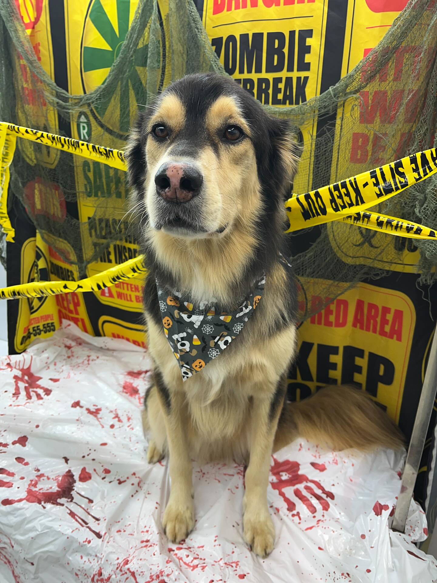 #dawnofdeshed #mobilegrooming #njgroomer #trending #bathtime #fyp #dogs #dawnofdeshed #mobilegrooming #monmouthcountynj #dogsofmonmouthcountynj #halloween #spookyseason👻