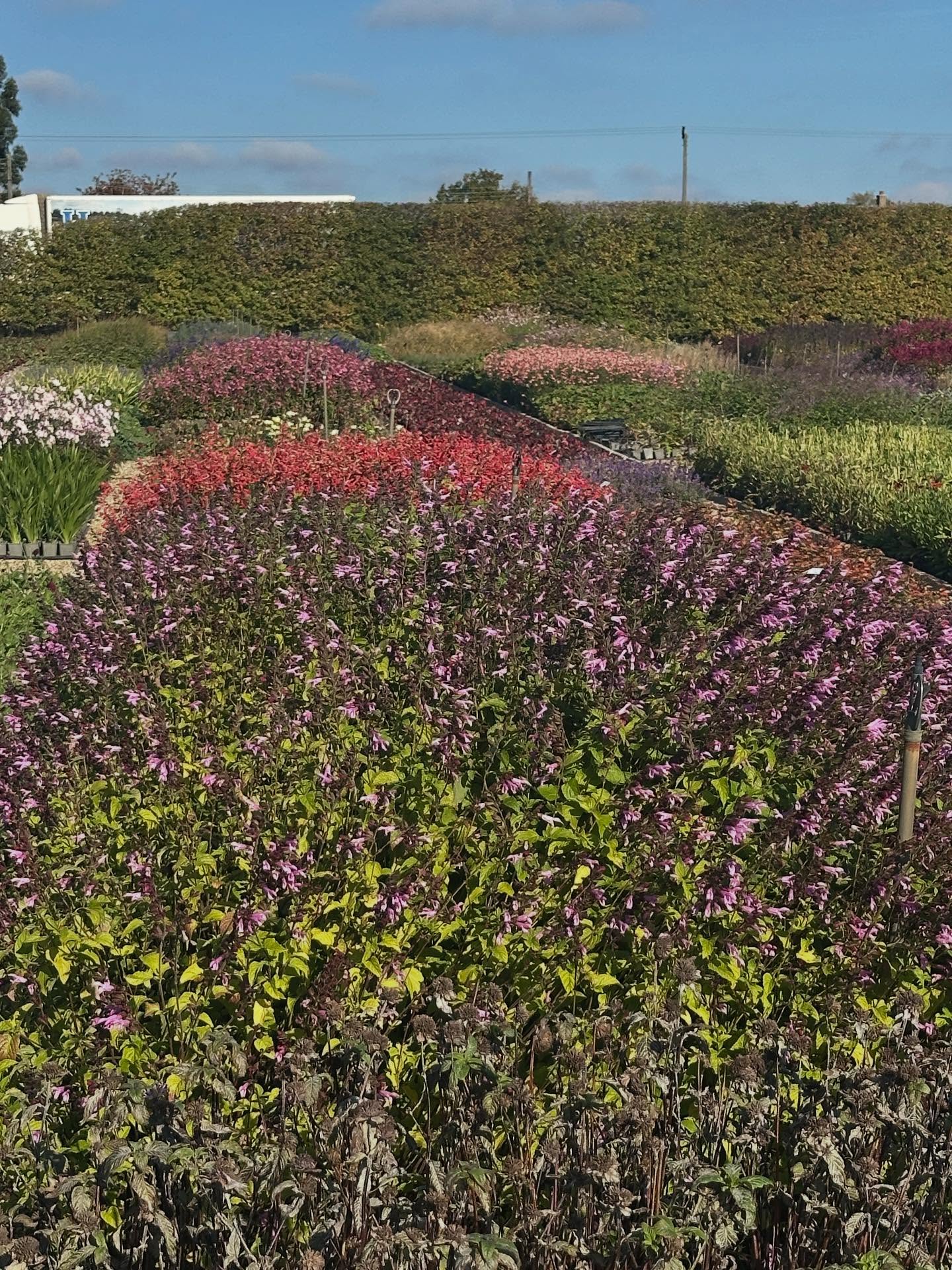 🍏A fabulous morning spent at Howard Nurseries enjoying a masterclass on grasses delivered by Neil Lucas. @howardnurseries @knollgardens