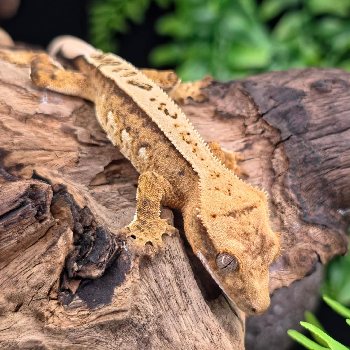 Little yellows coming in hot π₯
#crestedgeckos #geckosofig #gecko #geckos #reptiles #reptilesofinstagram #geckosofinsta #newcaledoniagecko #photography
