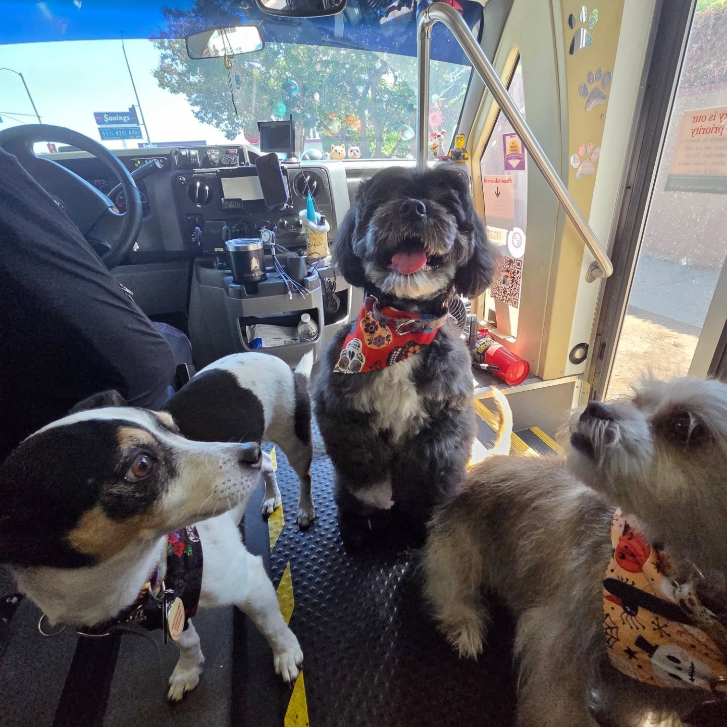 Friends hyper each other up! Look at these 3 dapper pups who are all cleaned up and ready for Halloween #halloweenpups #dapperdogs #sfvmobilegrooming #mobilegroomingla #doggroomingsfv #sfvdoggrooming #lamobilegroomer #sfvmobilegroomer #montzgrooms #scrubadubdoggiemobilespa #mobilespaw