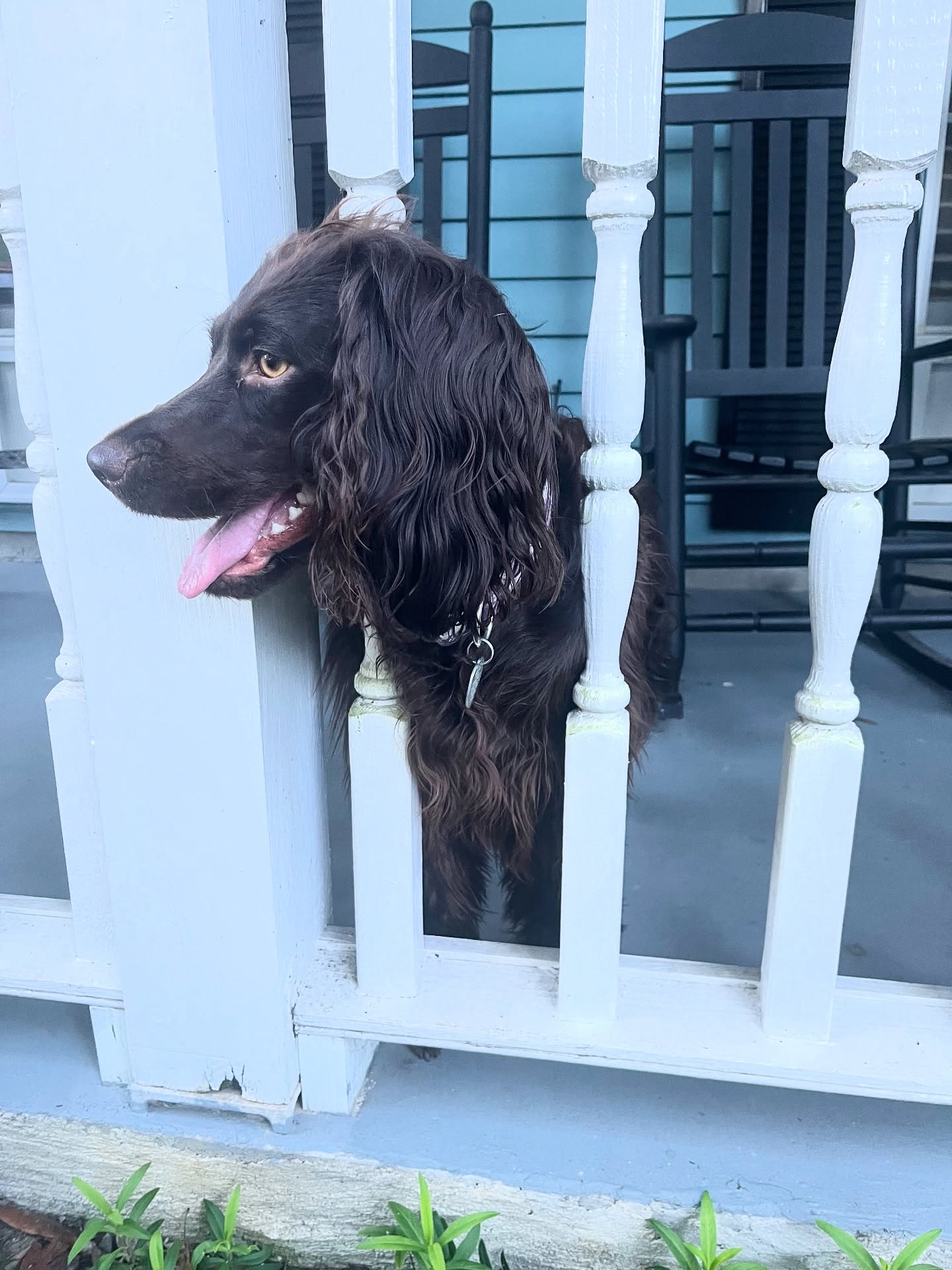 🐾 Tessie’s Tuesday Tips 🐾
This week’s Social ABCs from your favorite porch pup:
Always show up
Be real
Create value (and cute content helps too 😉)
Tessie says if you’re not poking your head out of the porch rails to be seen, are you even marketing? 👀