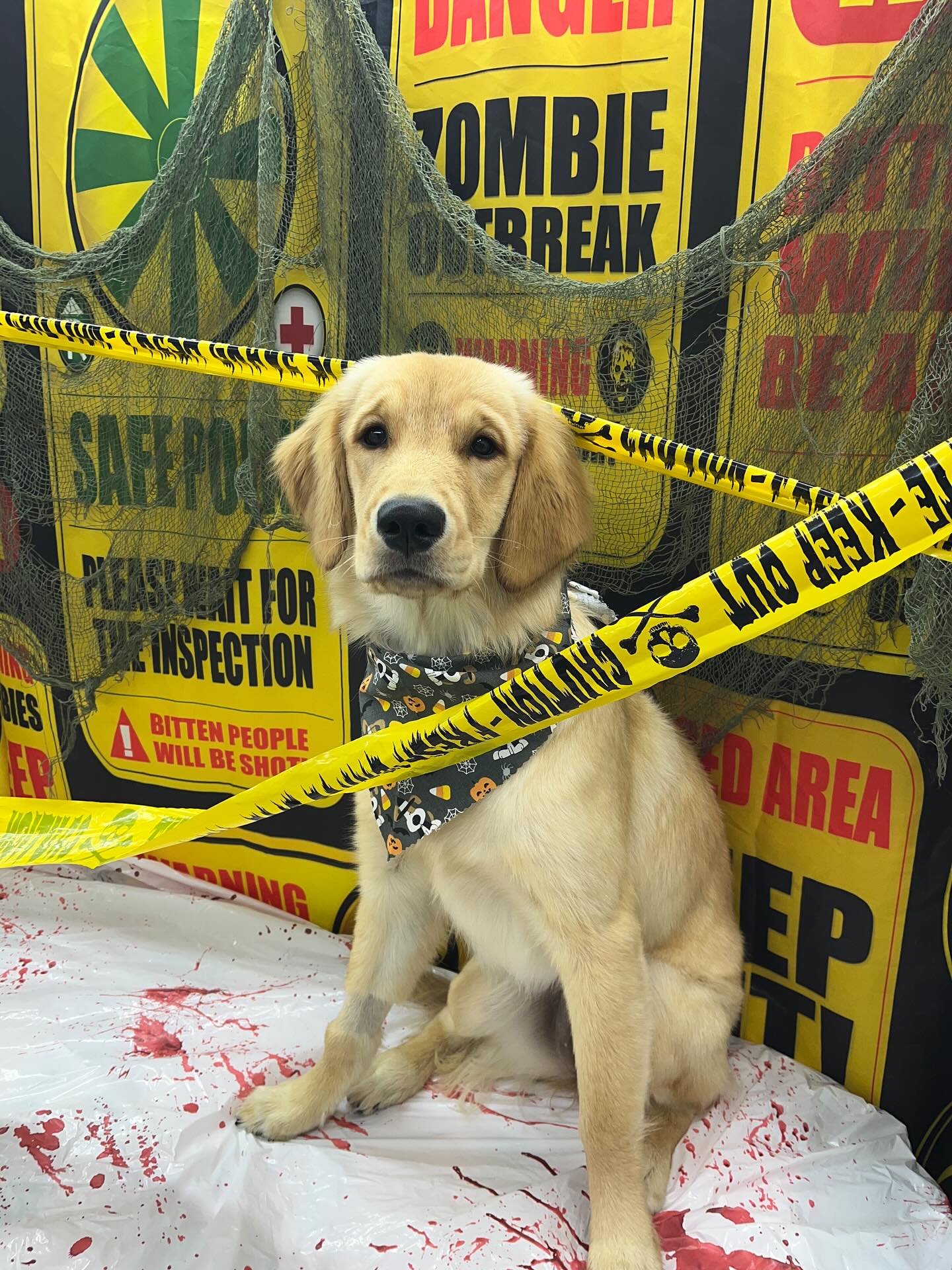 #dawnofdeshed #mobilegrooming #njgroomer #trending #bathtime #fyp #dogs #dawnofdeshed #mobilegrooming #monmouthcountynj #dogsofmonmouthcountynj #halloween #spookyseason👻