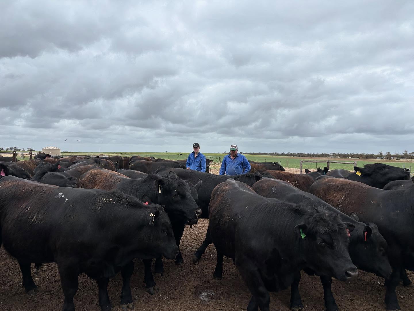 Heath and Harry recently weighed the V bulls and split them into smaller mobs before putting them out onto fresh feed paddocks. They were really impressed with some of the Vezina bulls and will be interesting to see how they continue to grow and develop in the next 4 months before the sale.